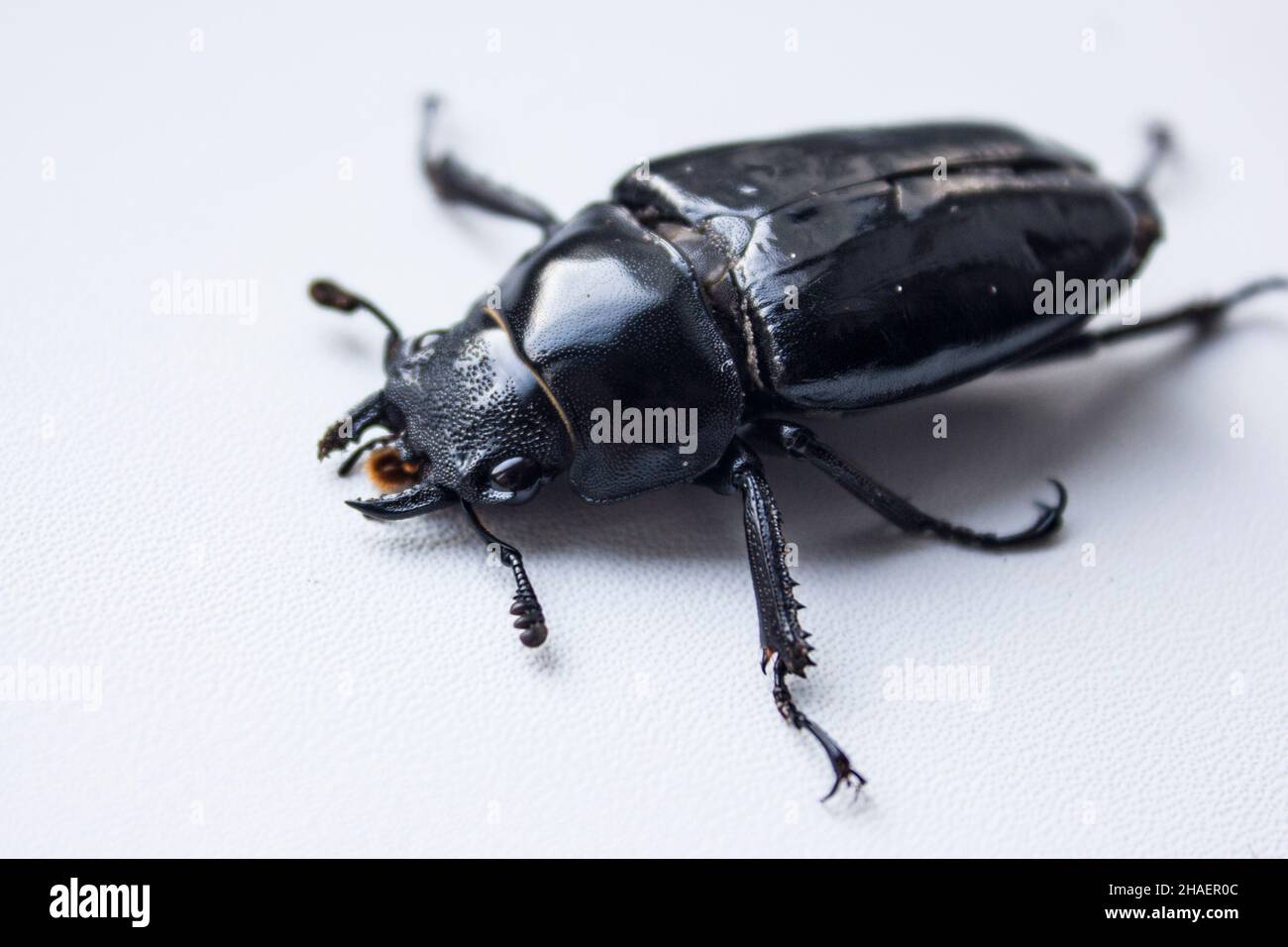 Lucanus cervus, the European stag beetle, is one of the best-known ...