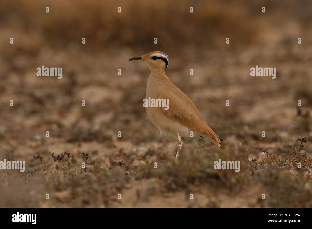 Cream coloured courser are superbly camouflaged in the semi arid deserts and plains on Lanzarote.  They stay as family parties post fledging. Stock Photo