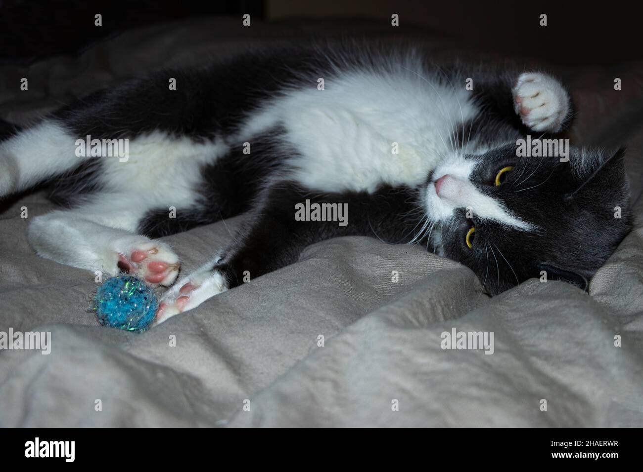 Grey and White kitten playing with ball on bed Stock Photo