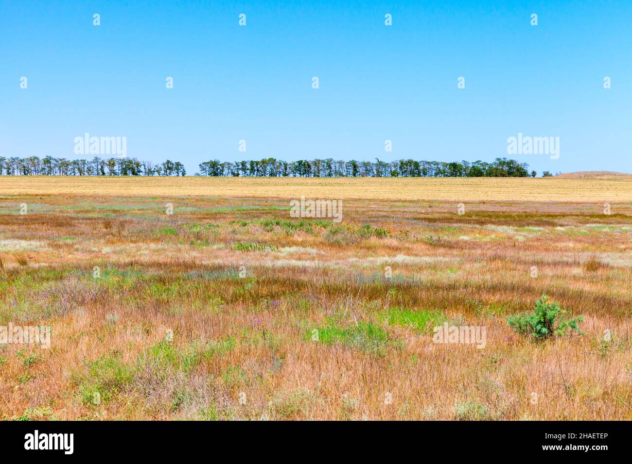 Crimean steppe landscape, colorful dry grass is under clear blue sky on a sunny summer day Stock Photo