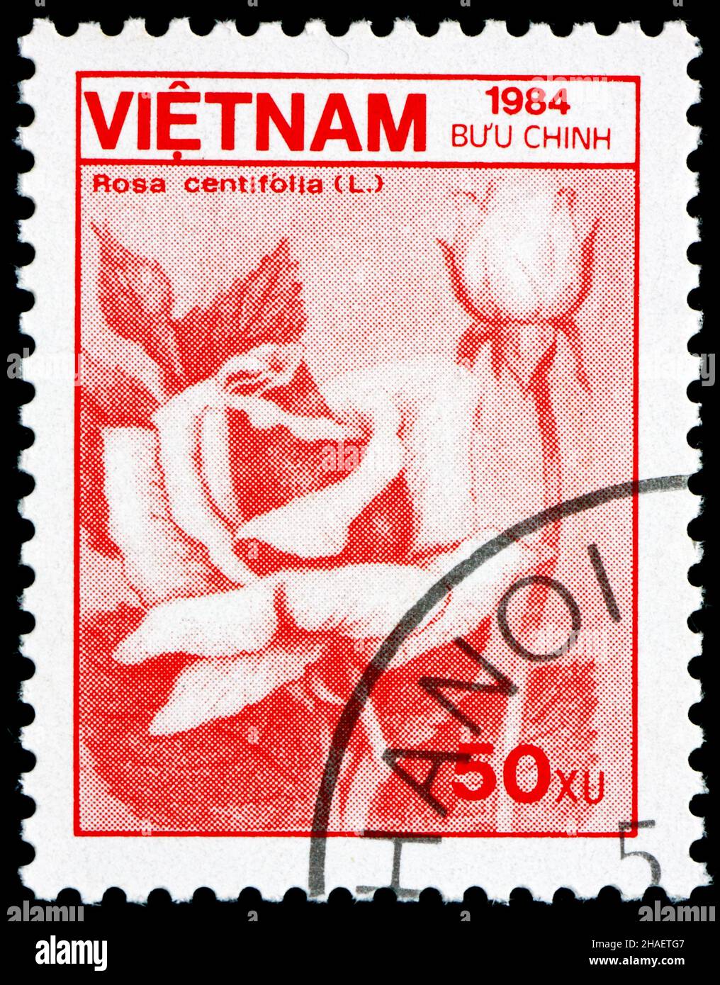 VIETNAM - CIRCA 1984: a stamp printed in Vietnam shows Cabbage Rose, Rosa Centifolia, Flower, circa 1984 Stock Photo