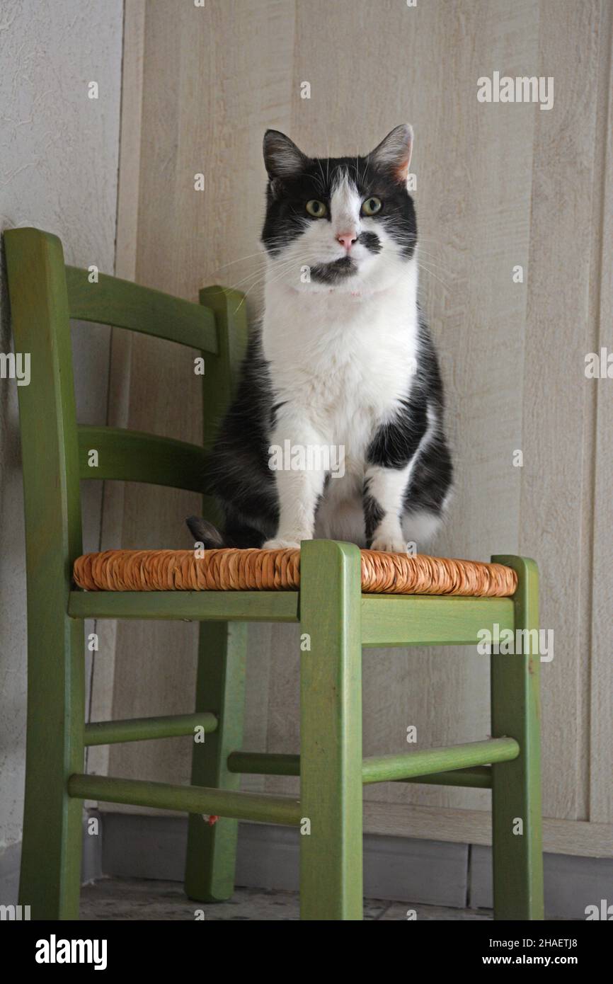 cat on a chair, Espinasse-Vozelle, Allier, france Stock Photo