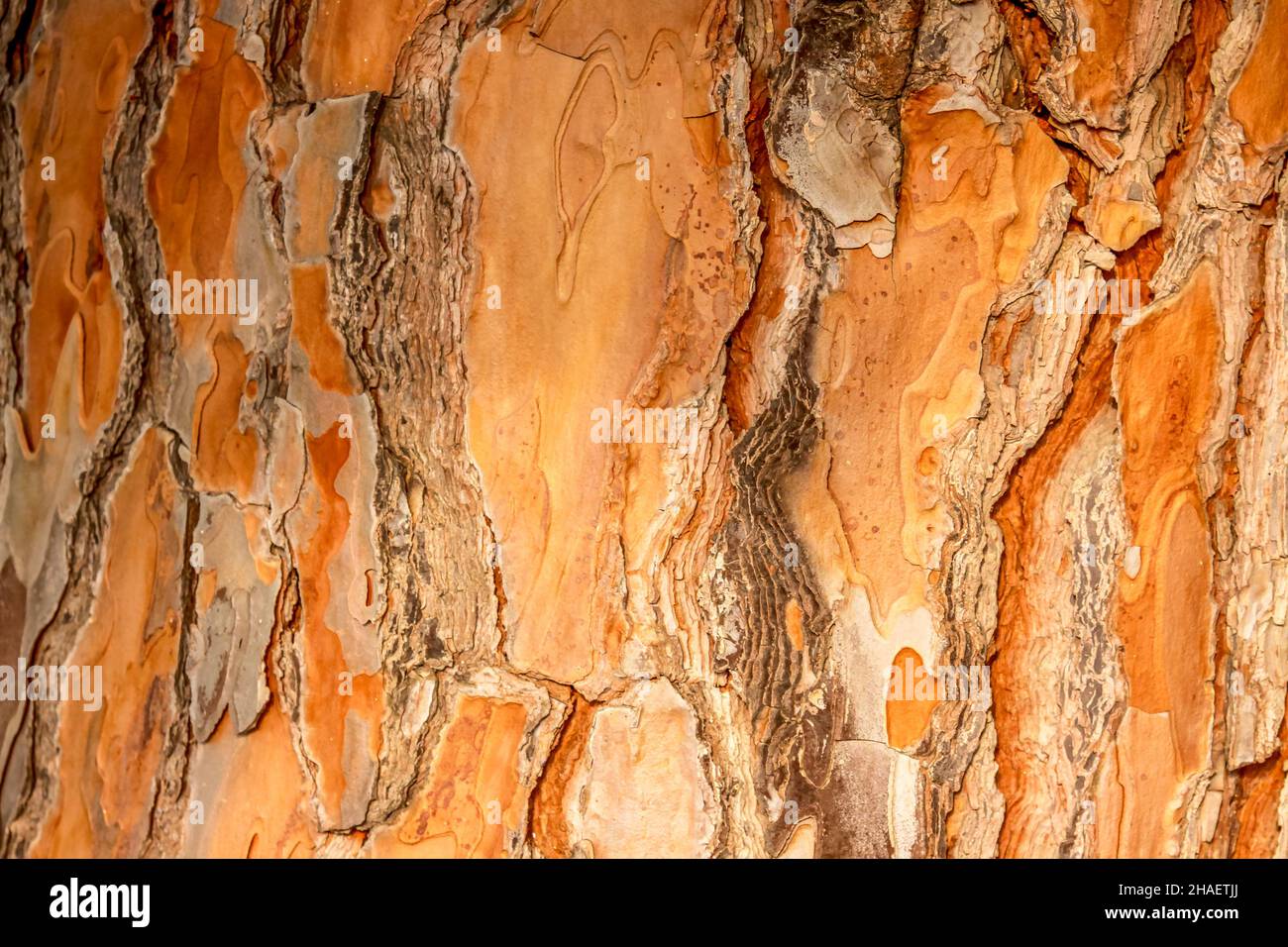 photo of relief texture of the bark of pine. Image of a tree bark texture. Stock Photo