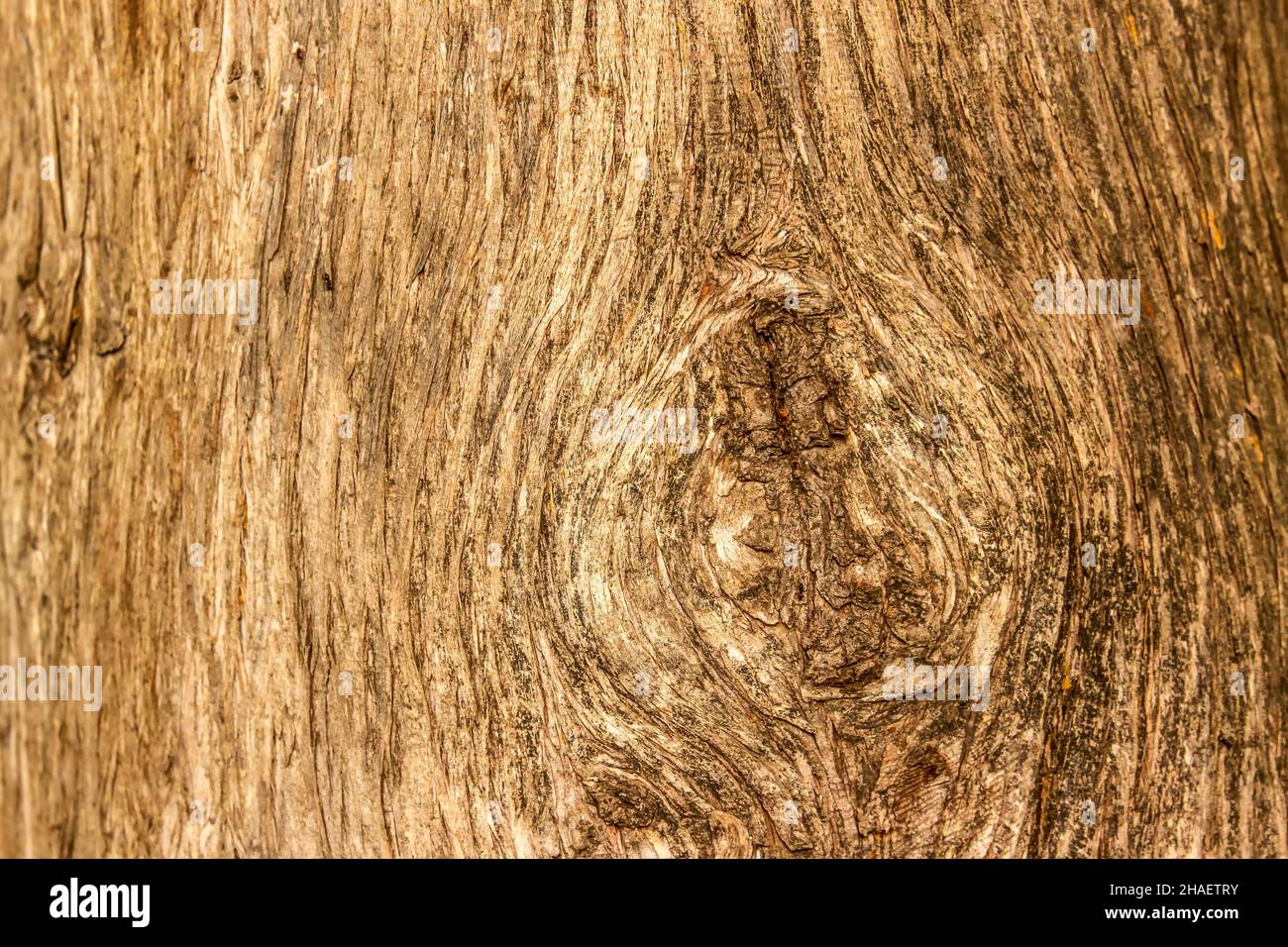 photo of relief texture of the bark of pine. Image of a tree bark texture. Stock Photo