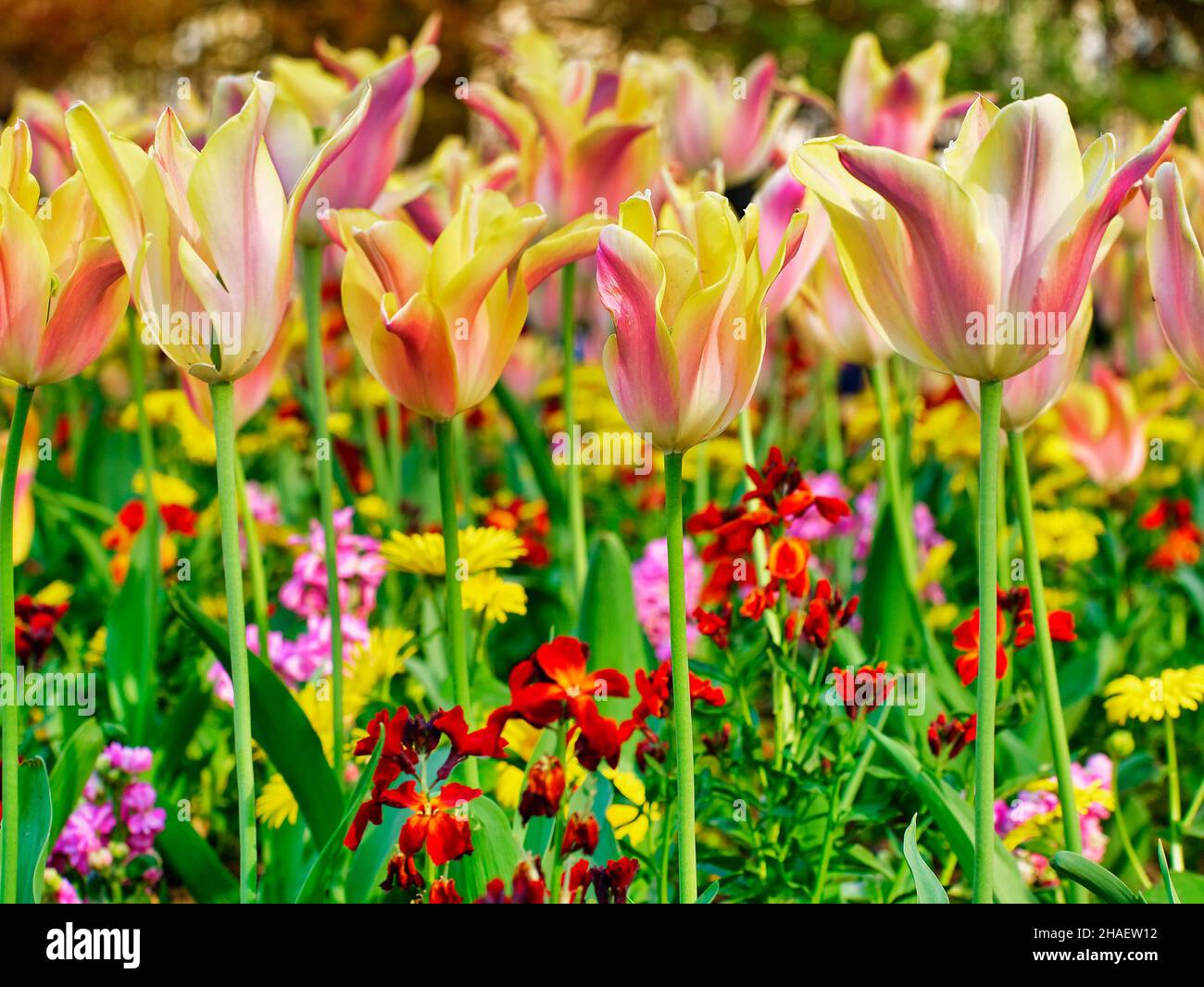 field of tulips in spring. vivid Flowers background Stock Photo