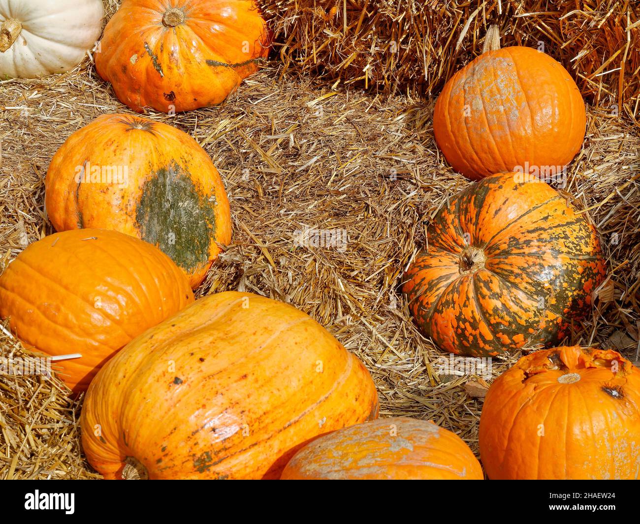 orange pumpkins at outdoor farmer market. pumpkin patch. Copy space for your text Stock Photo