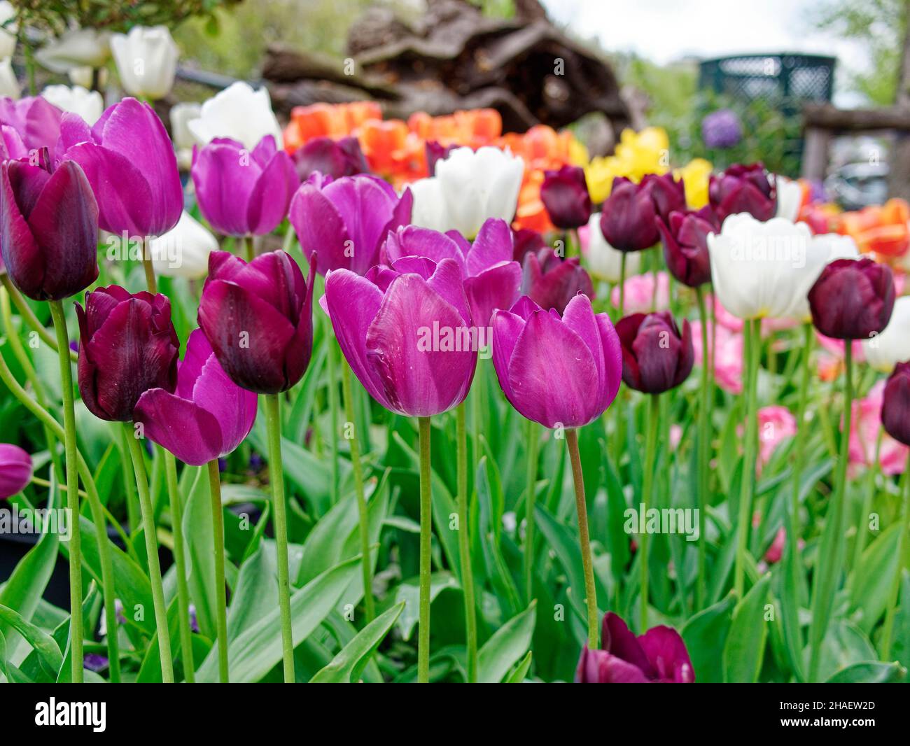 Violet tulips in Amsterdam Neatherlands Stock Photo