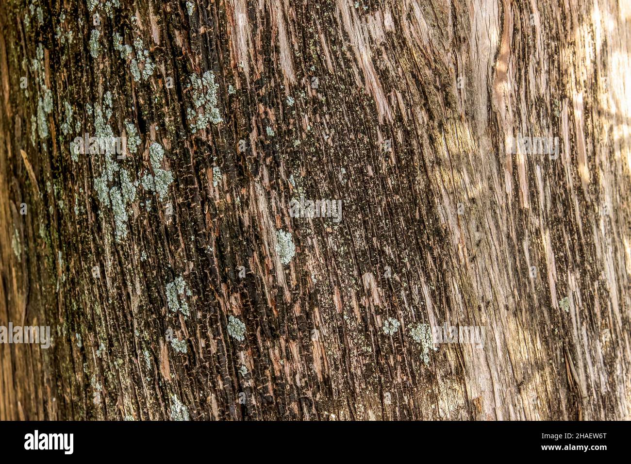 photo of relief texture of the bark of pine. Image of a tree bark texture. Stock Photo
