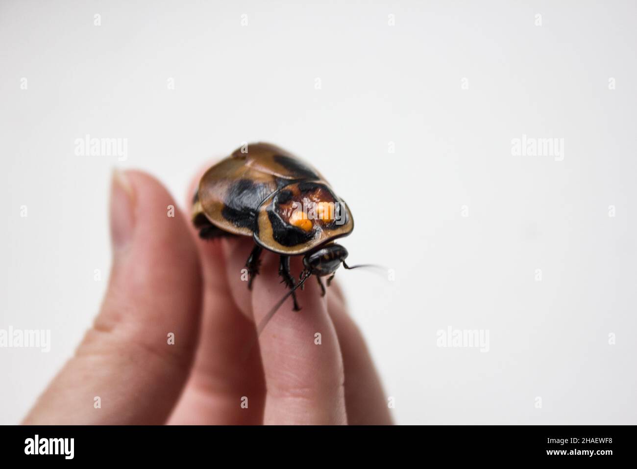 Lucihormetica verrucosa is a species of giant cockroach in the family