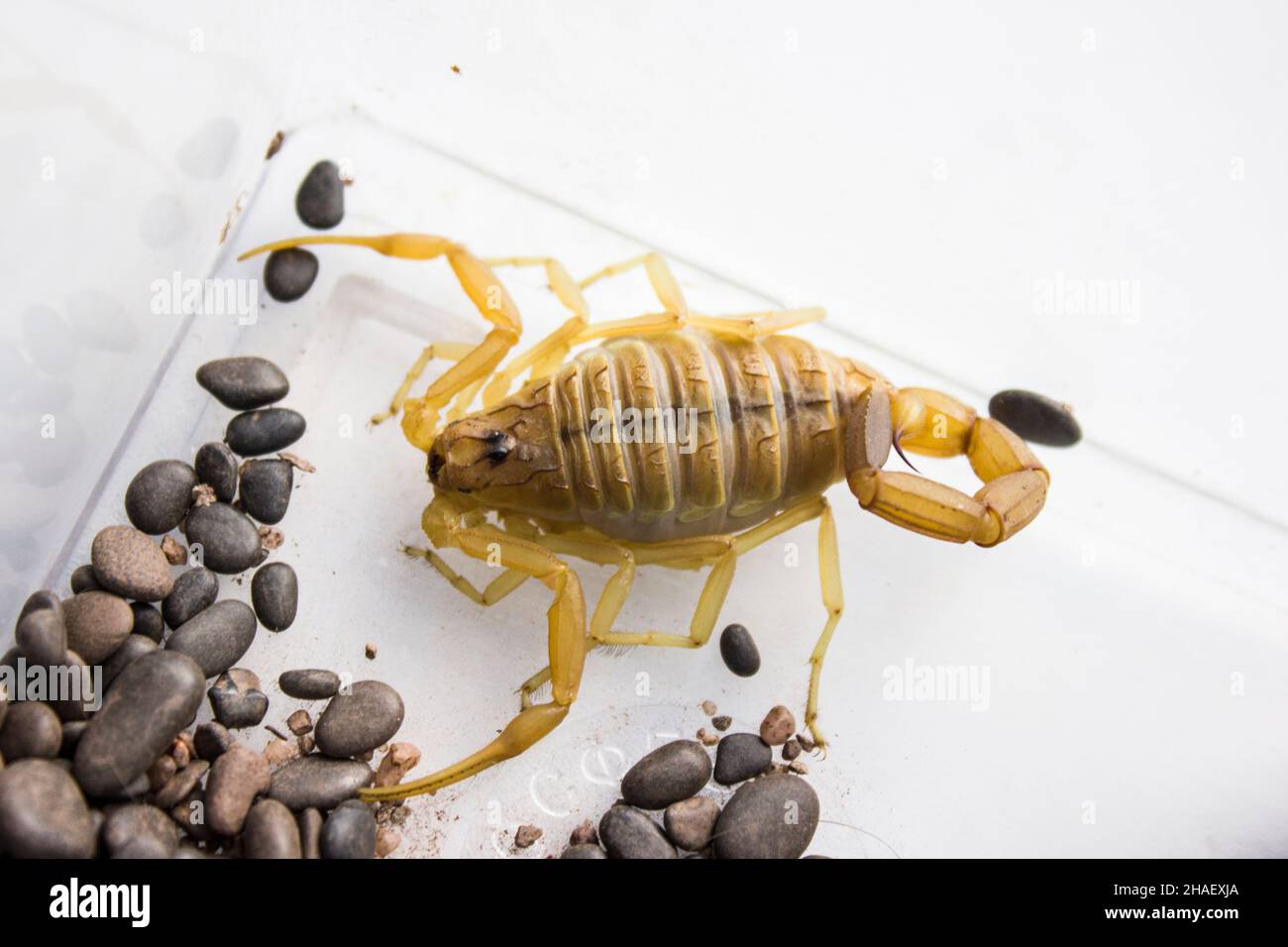 The deathstalker Leiurus quinquestriatus is a species of scorpion, a member of the family Buthidae. It is also known as the Palestine yellow scorpion, Stock Photo