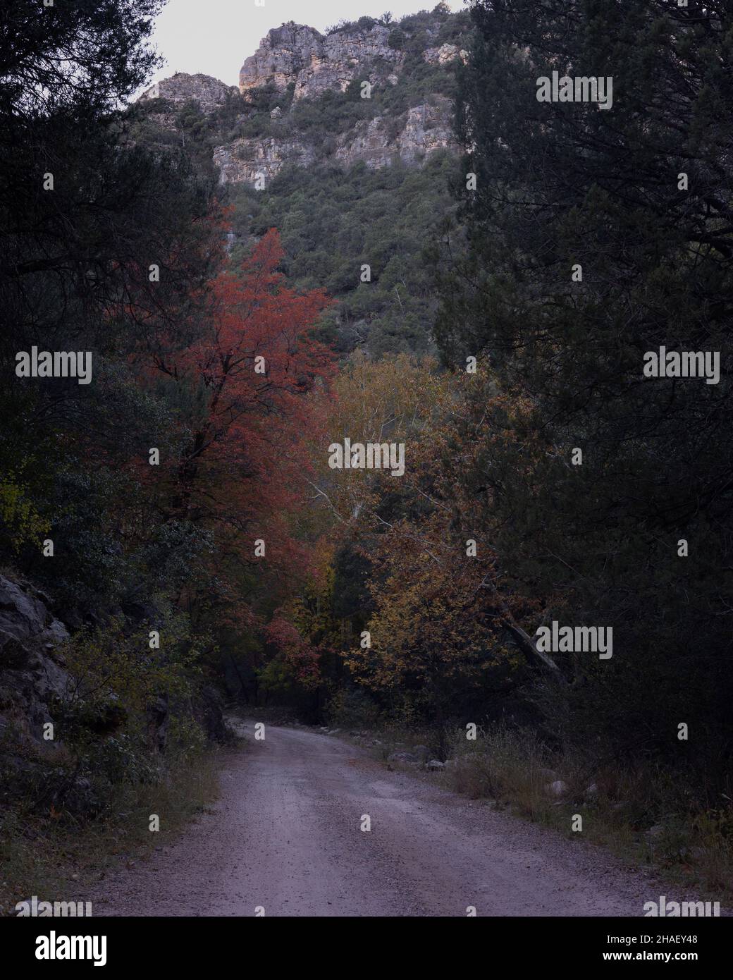 A vertical shot of a road leading through fall colors with granite outcropping Stock Photo