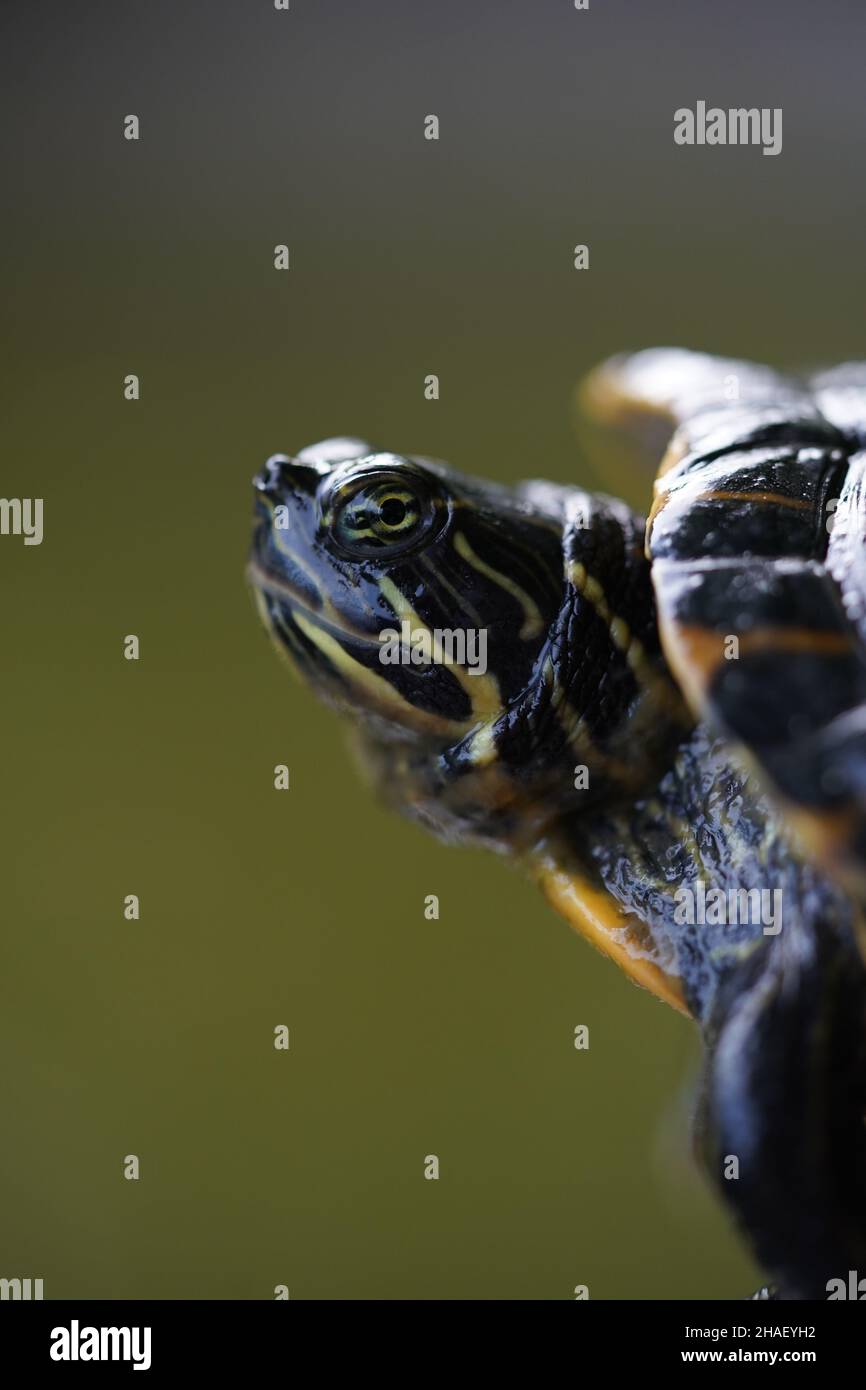 Trachemys scripta scale hi-res stock photography and images - Alamy