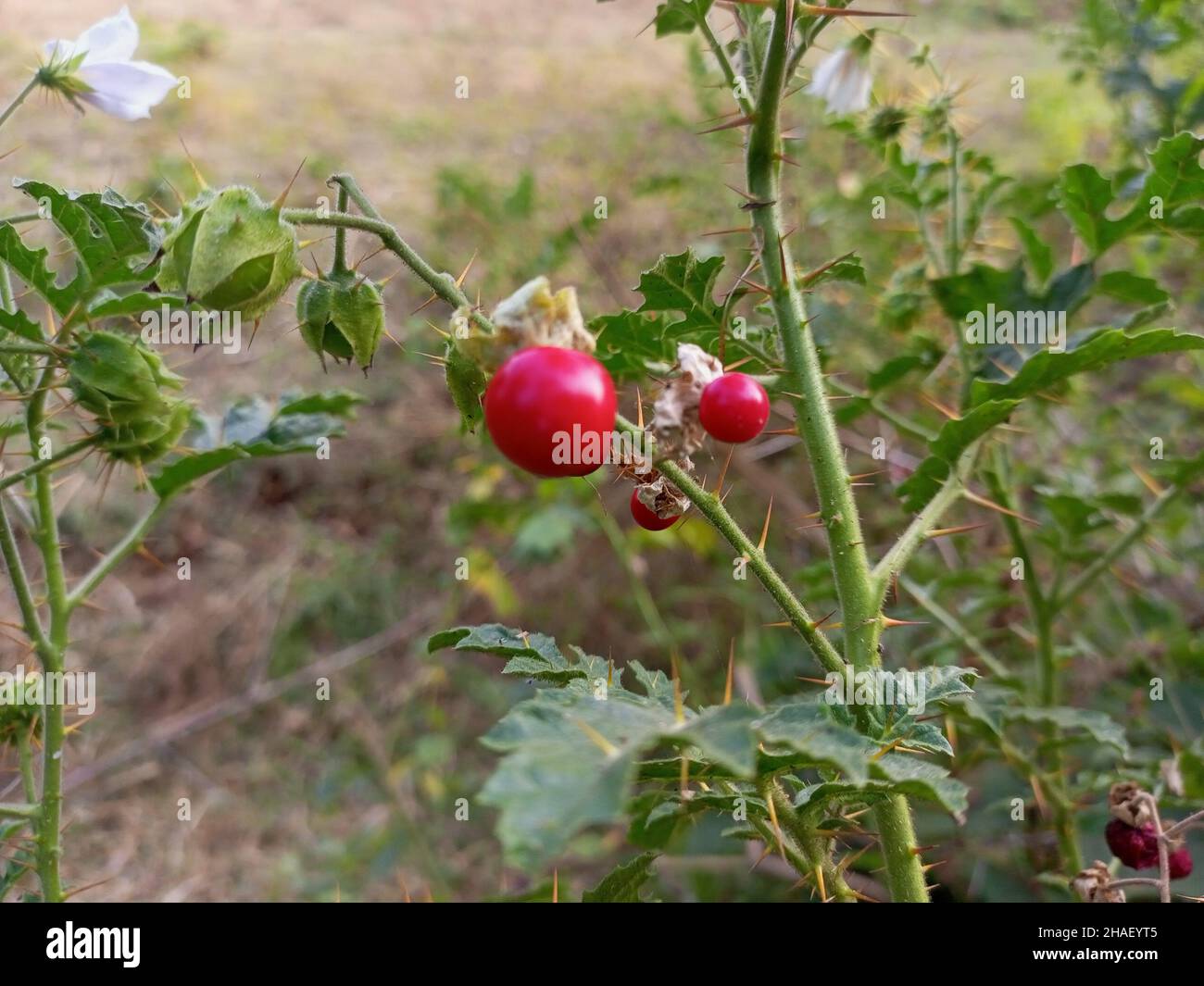 Tomatoes spiked drink