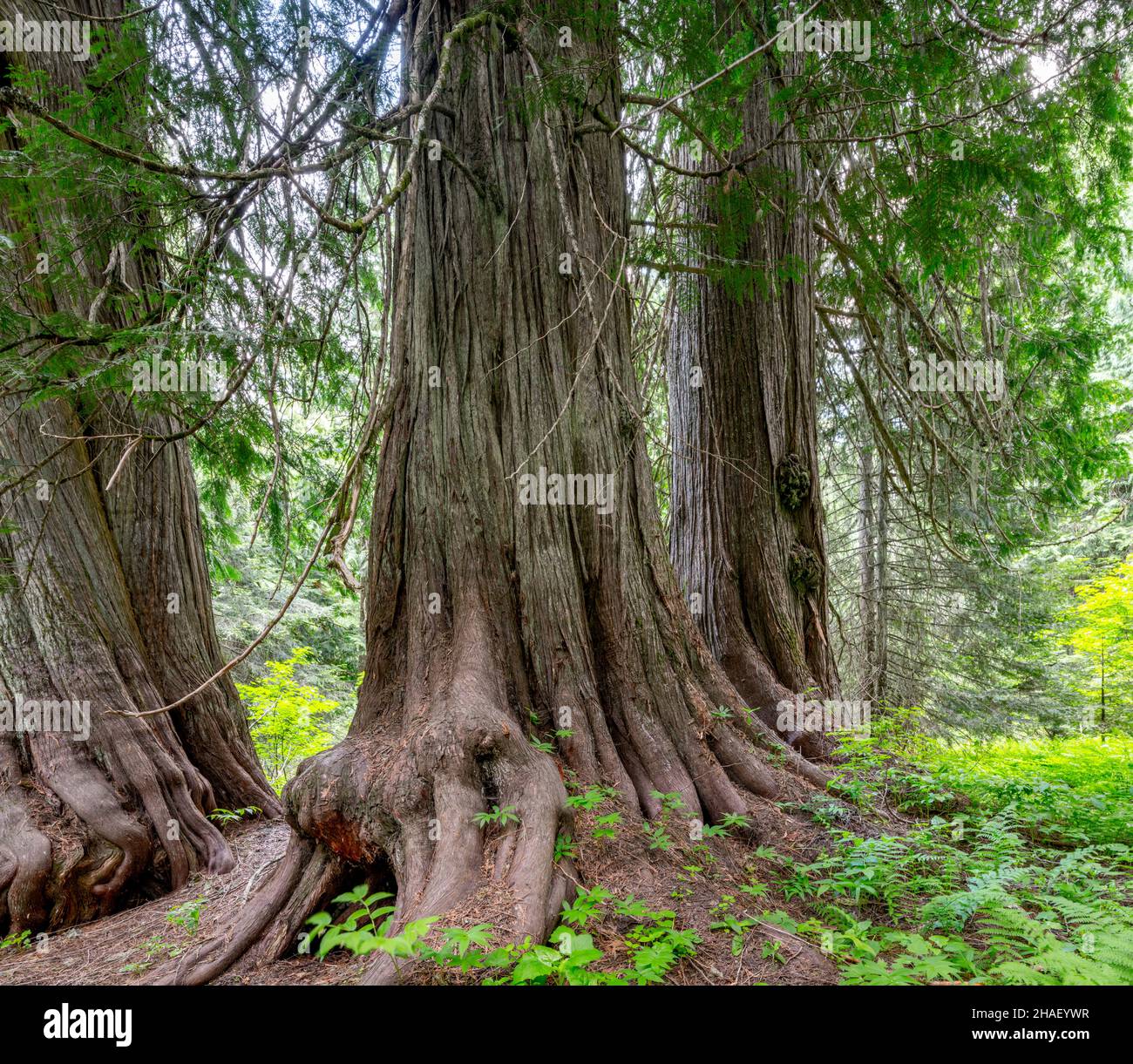 Huge trees hi-res stock photography and images - Alamy