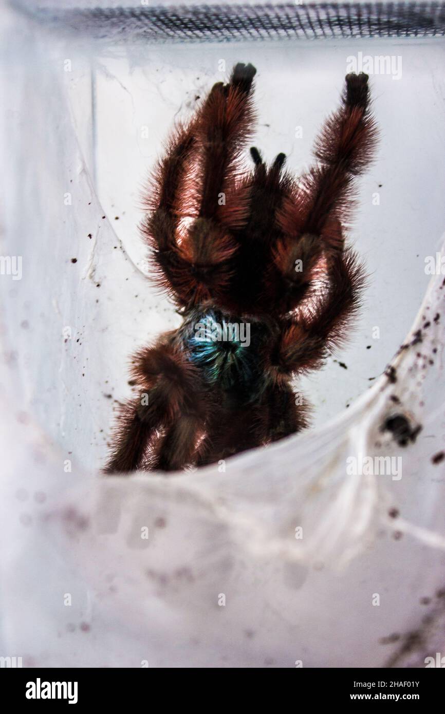 The Antilles pinktoe tarantula, Caribena versicolor, Martinique red tree spider or the Martinique pinktoe is popular as a spider pet because of its do Stock Photo