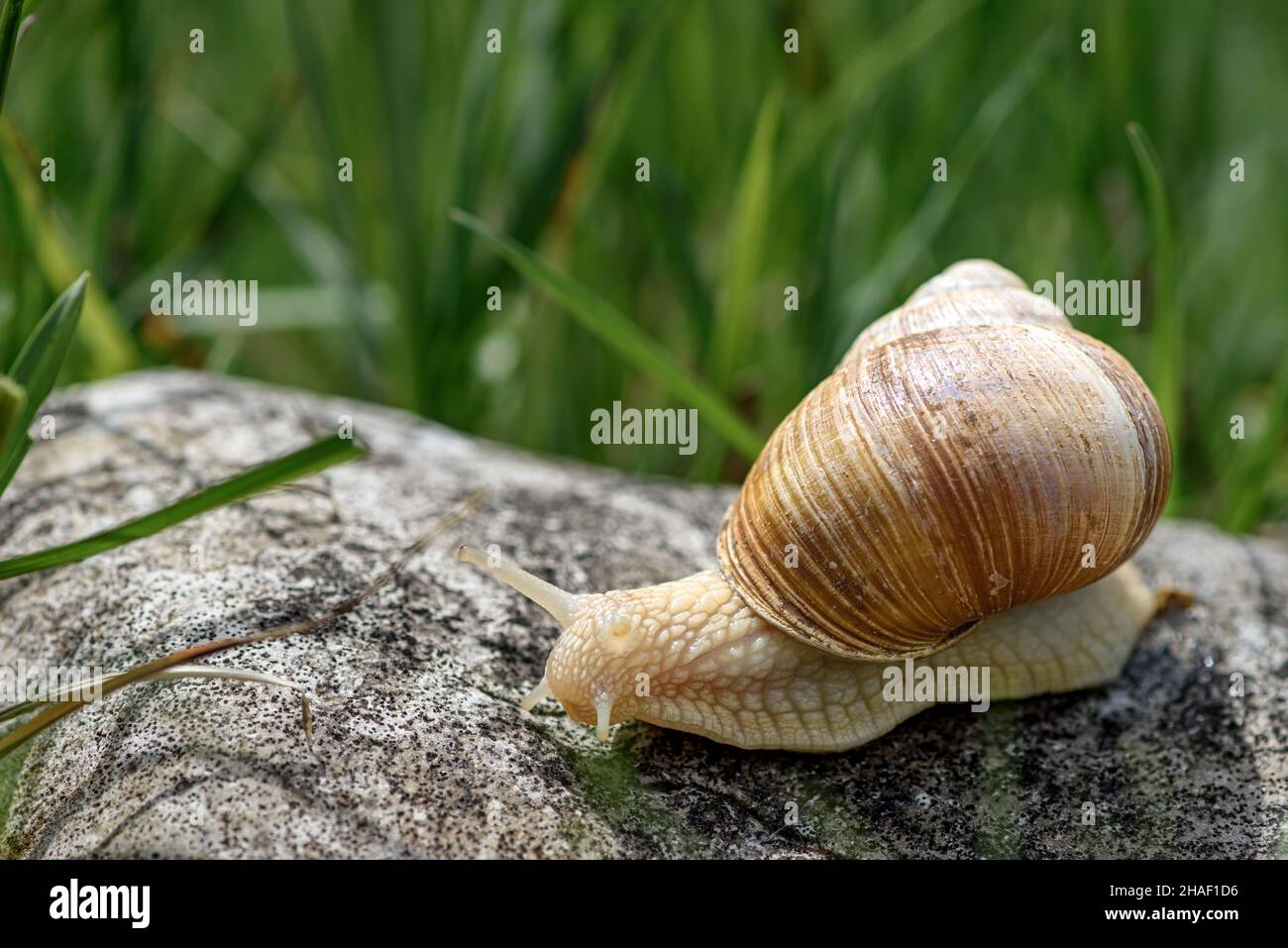 Beautiful snail moving on a rock Stock Photo