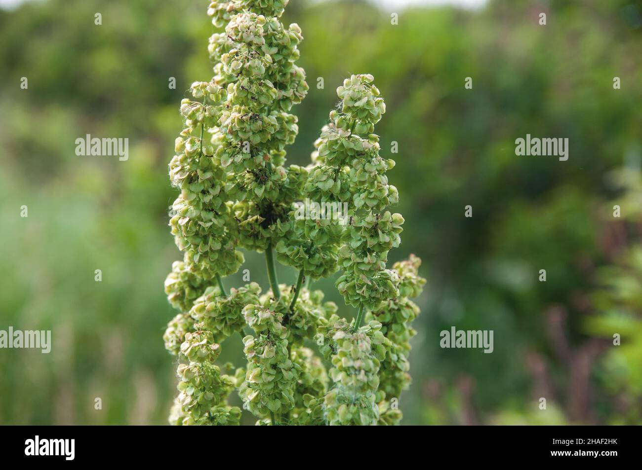 blooming horse sorrel flowers overlooking green meadow  Horse sorrel during the flowering period. Rumex confertus. Stock Photo