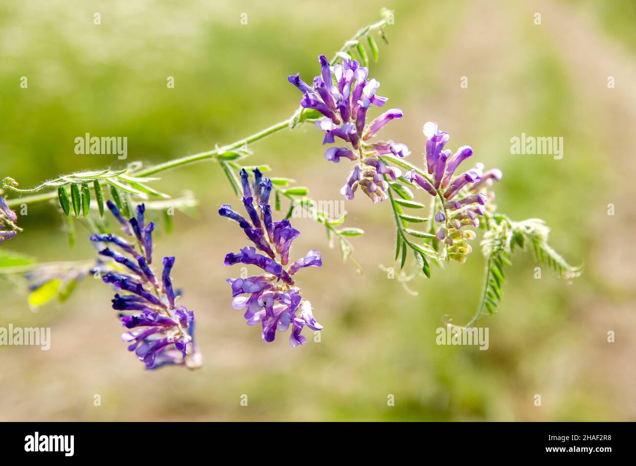 Summer wildflowers in sunrise hi-res stock photography and images - Alamy