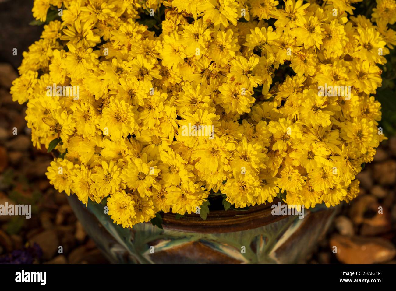 A green and brown ceramic pot holding yellow chrysanthemums in full bloom in autumn. USA. Stock Photo
