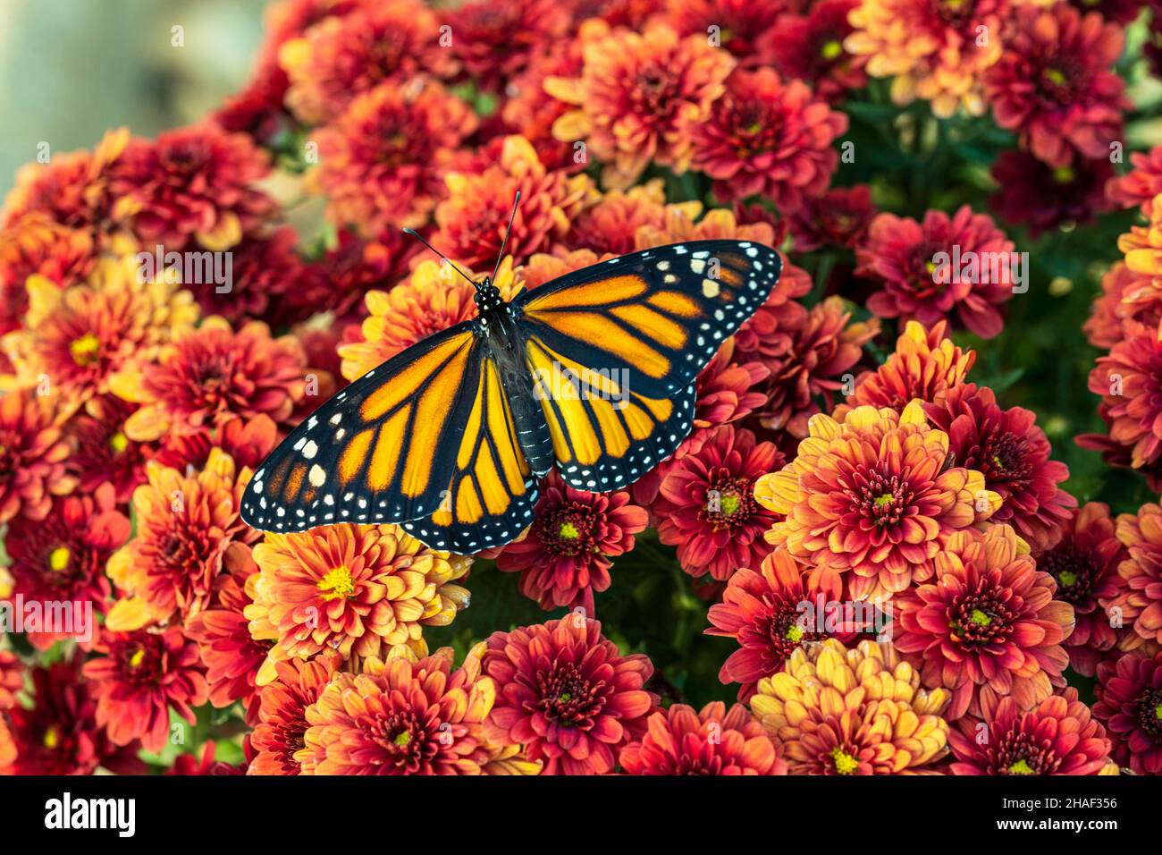 A newly emerged Monarch butterfly, Danaus plexippus, raised in