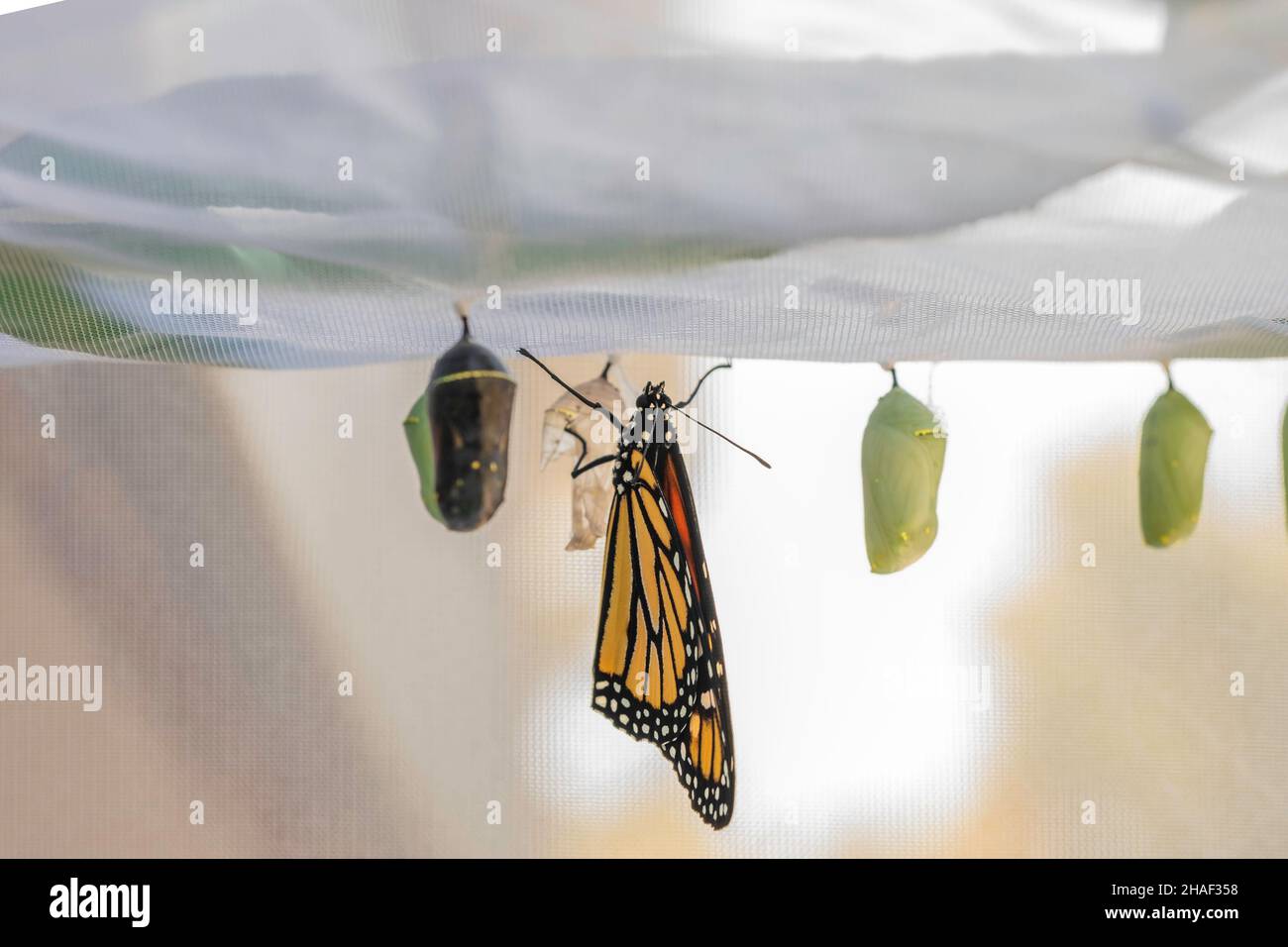 A Monarch butterfly, Danaus plexippus, newly emerged from chrysalis at the top of a butterfly cage with other chrysalises. Kansas, USA. Stock Photo
