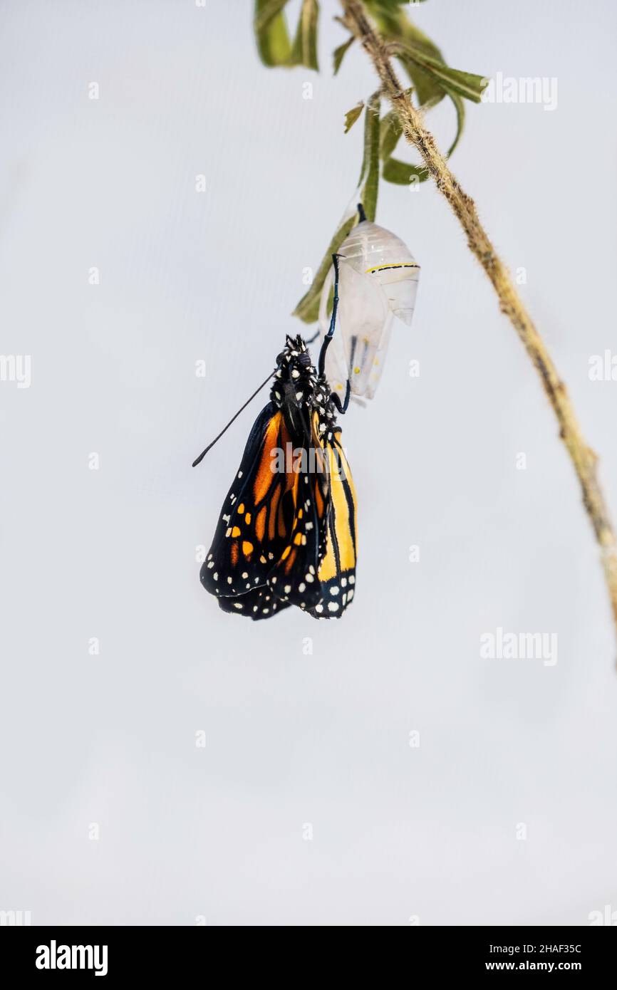 Newly emerged Monarch butterfly, Danaus plexippus,with wet crumpled wings clinging to the empty shell of its chrysalis. Kansas, USA. Stock Photo