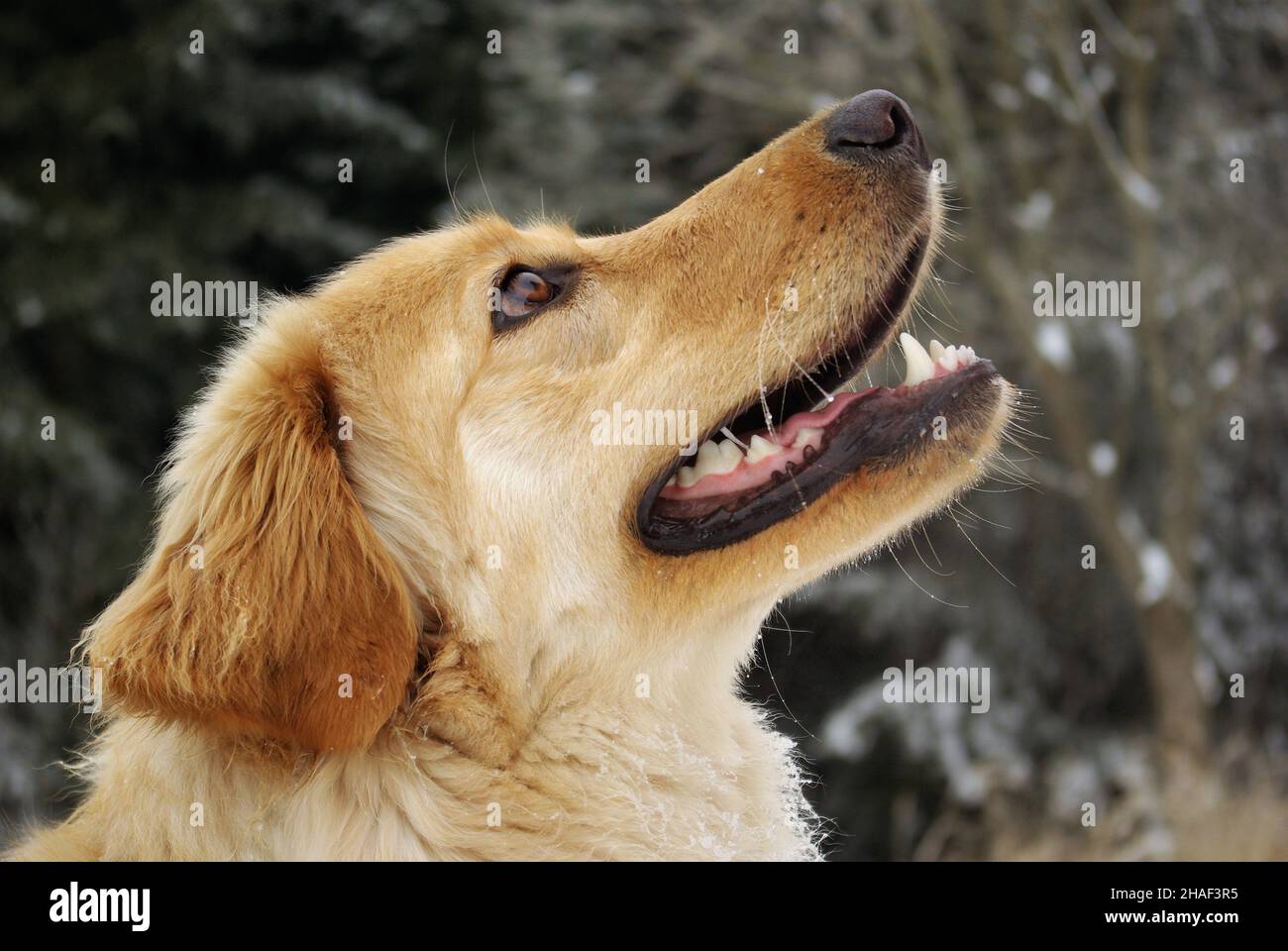 two dogs playing in the snow Stock Photo - Alamy