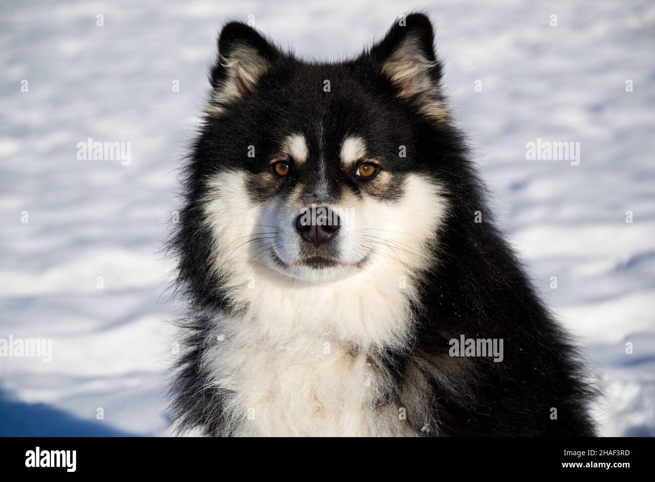 two dogs playing in the snow Stock Photo - Alamy