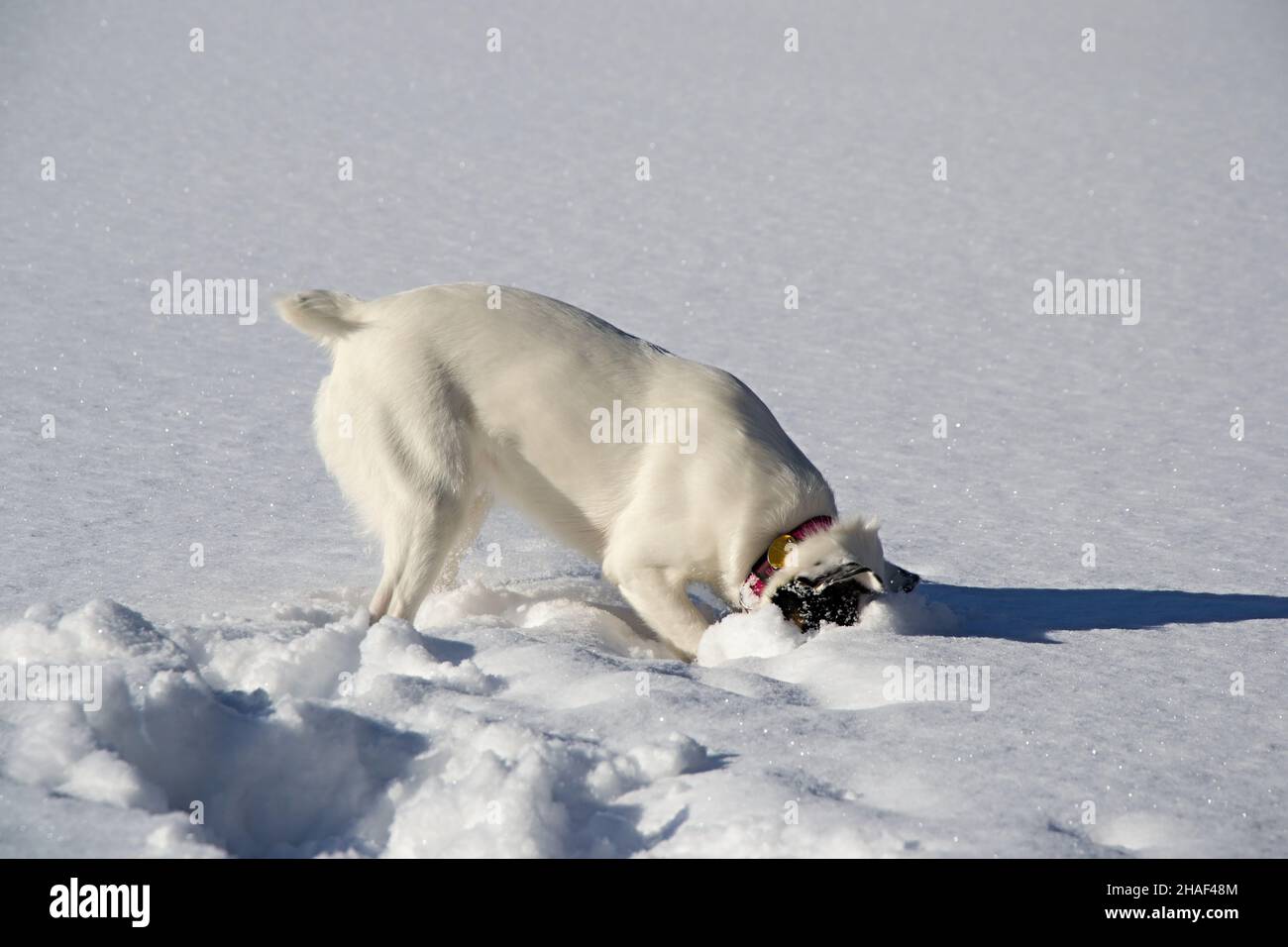 two dogs playing in the snow Stock Photo - Alamy