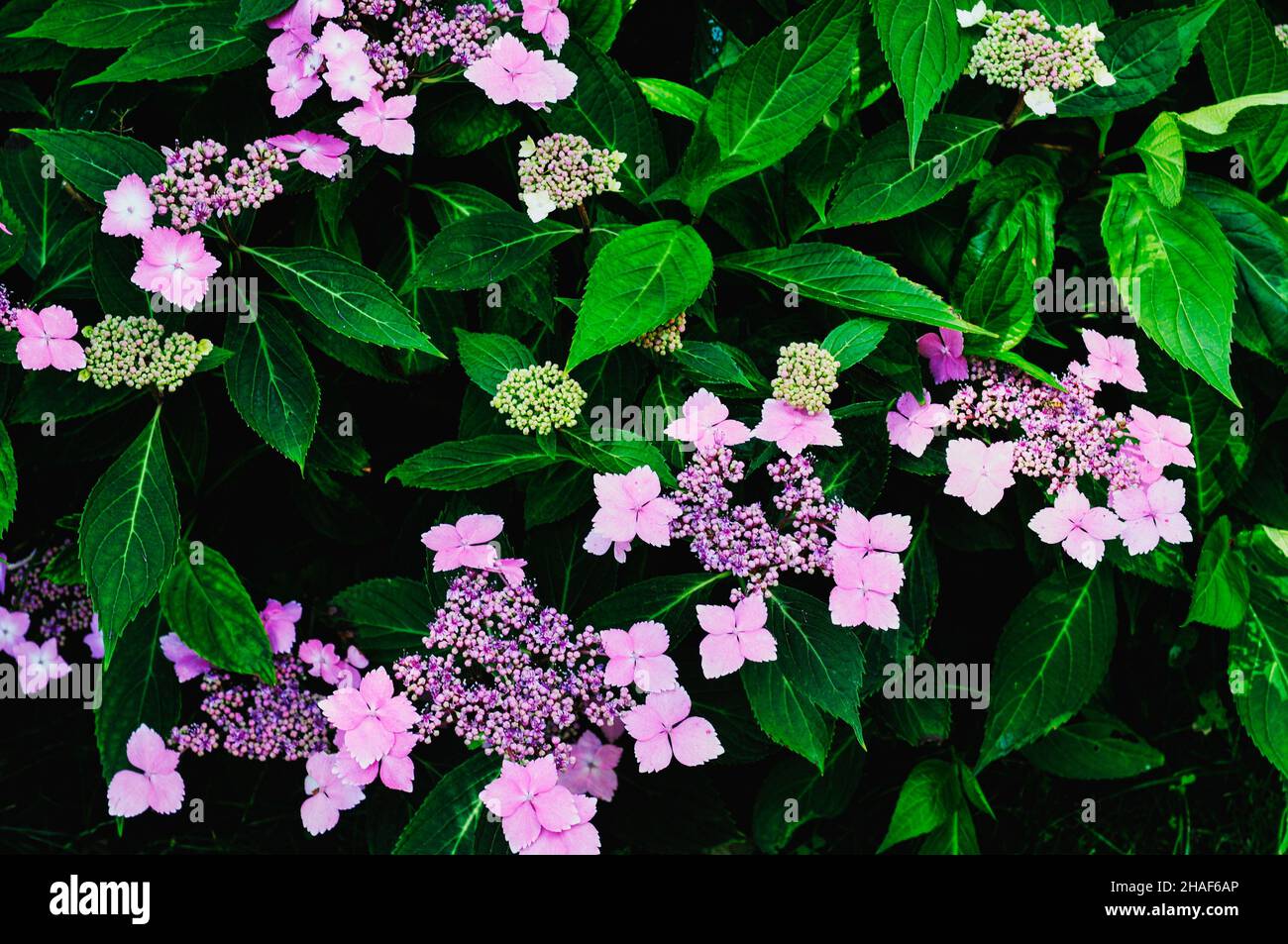 The pink Hydrangea macrophylla flowers Stock Photo - Alamy