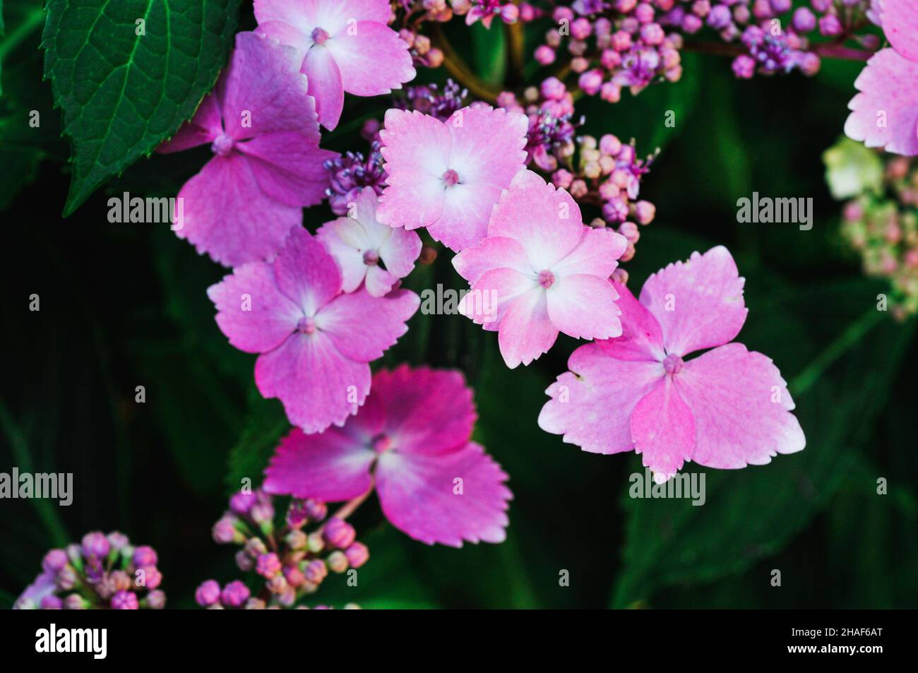 The pink Hydrangea macrophylla flowers Stock Photo - Alamy