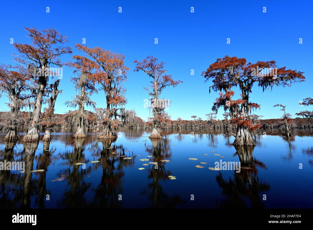 Caddo Lake Fall Colours Stock Photo Alamy