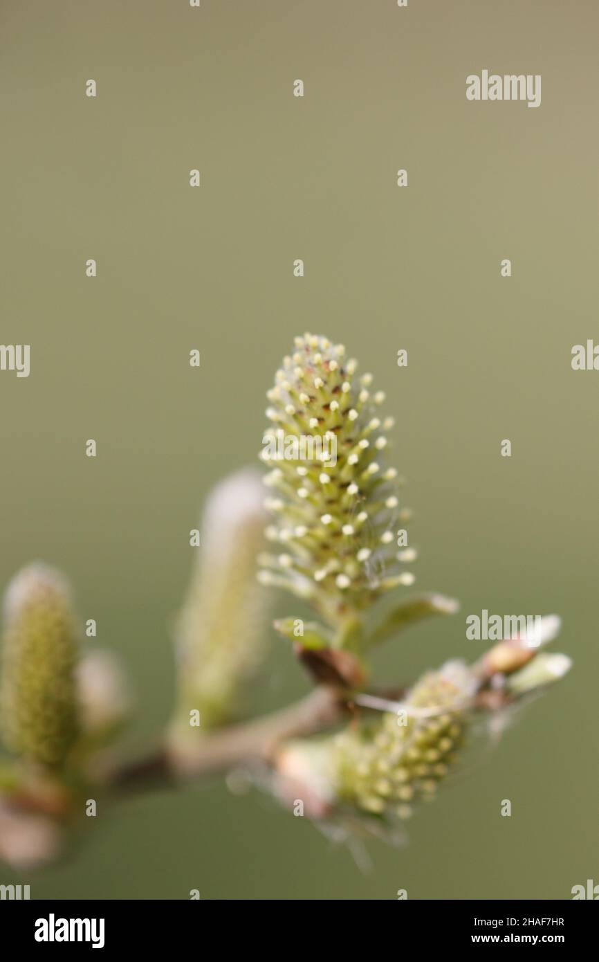 A close up shot of Salix acutifolia Stock Photo