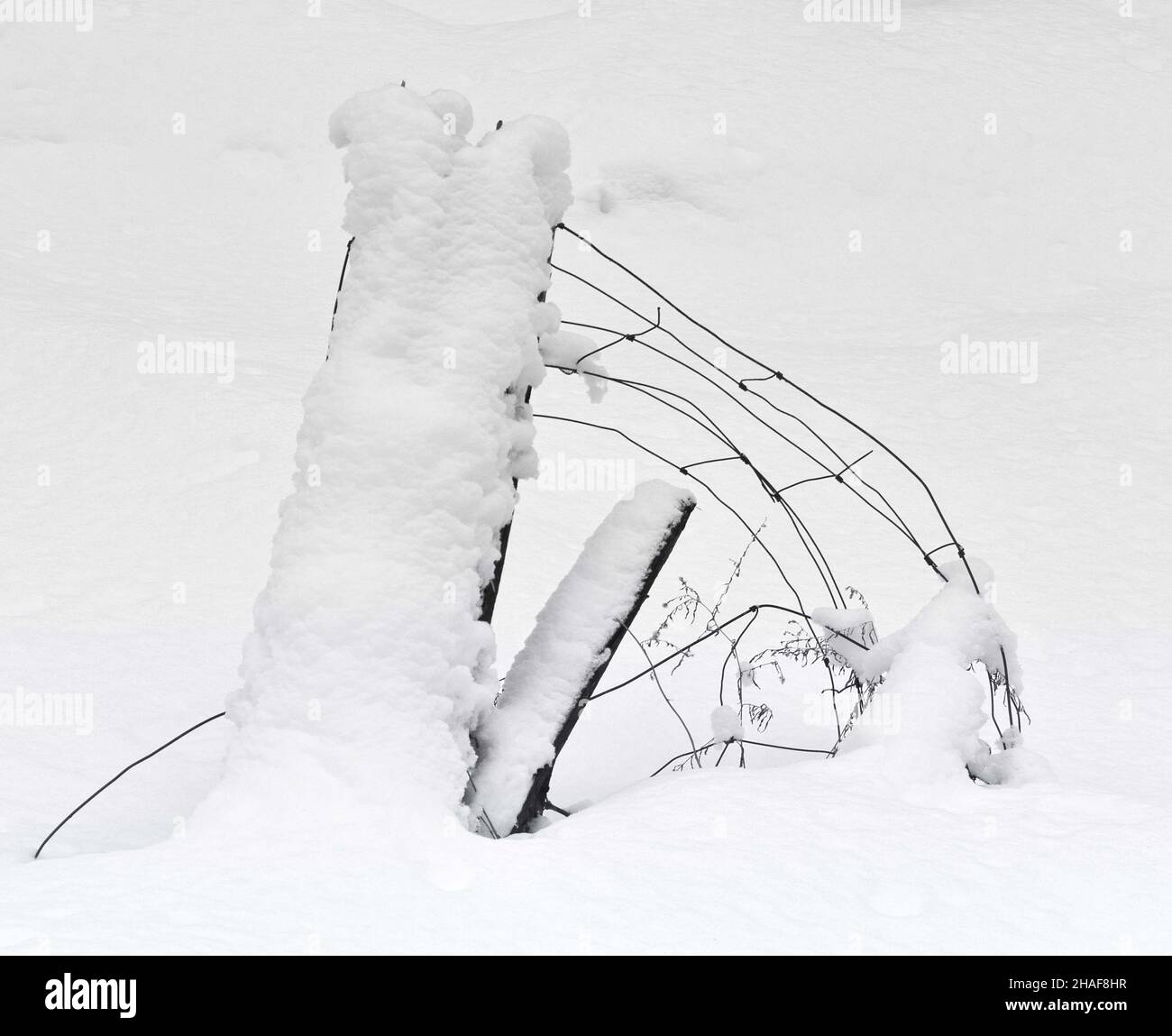 Tree branches covered large hi-res stock photography and images - Alamy