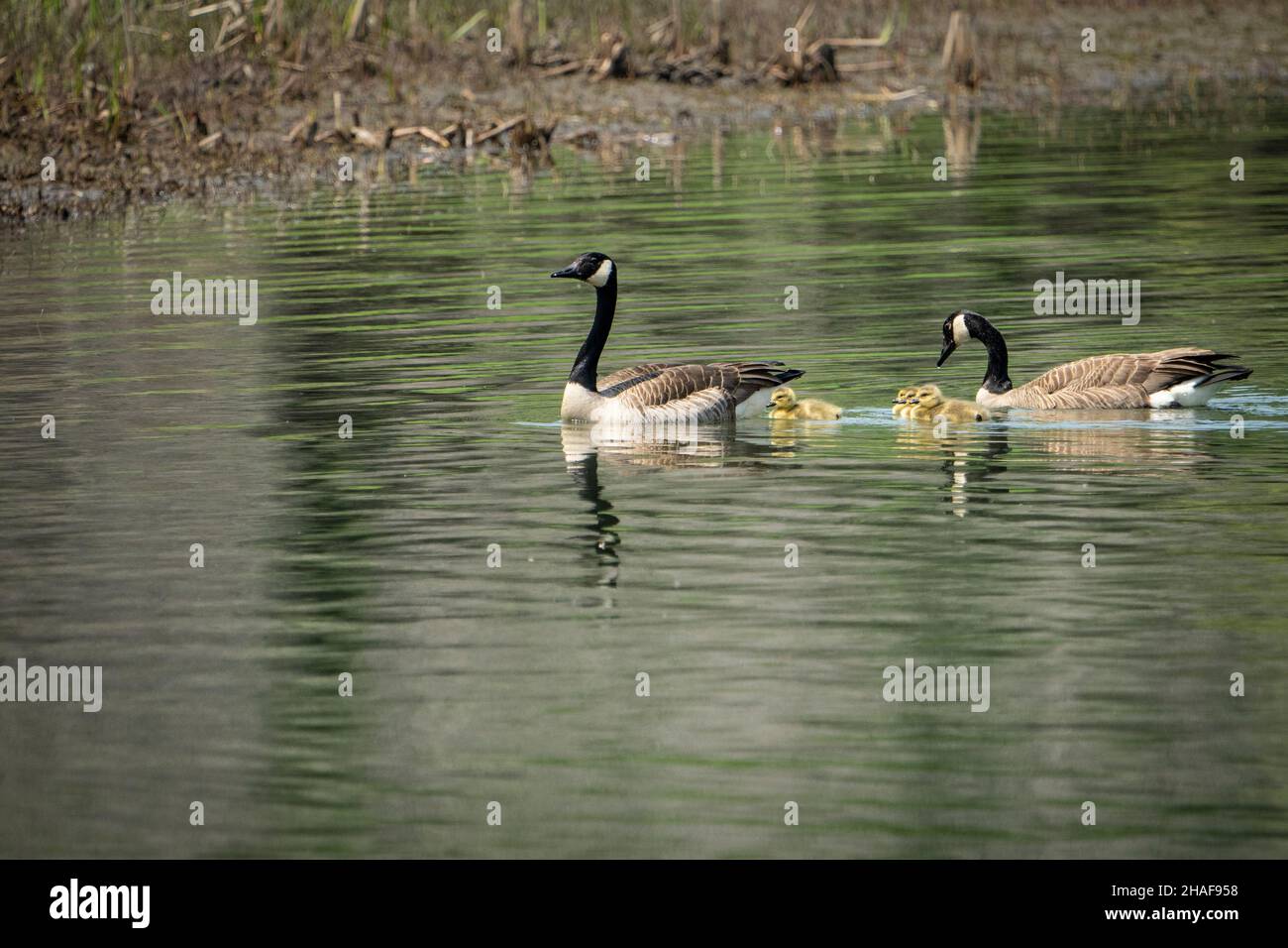 Canada goose family swimming together in the St. Lawrence River Stock Photo