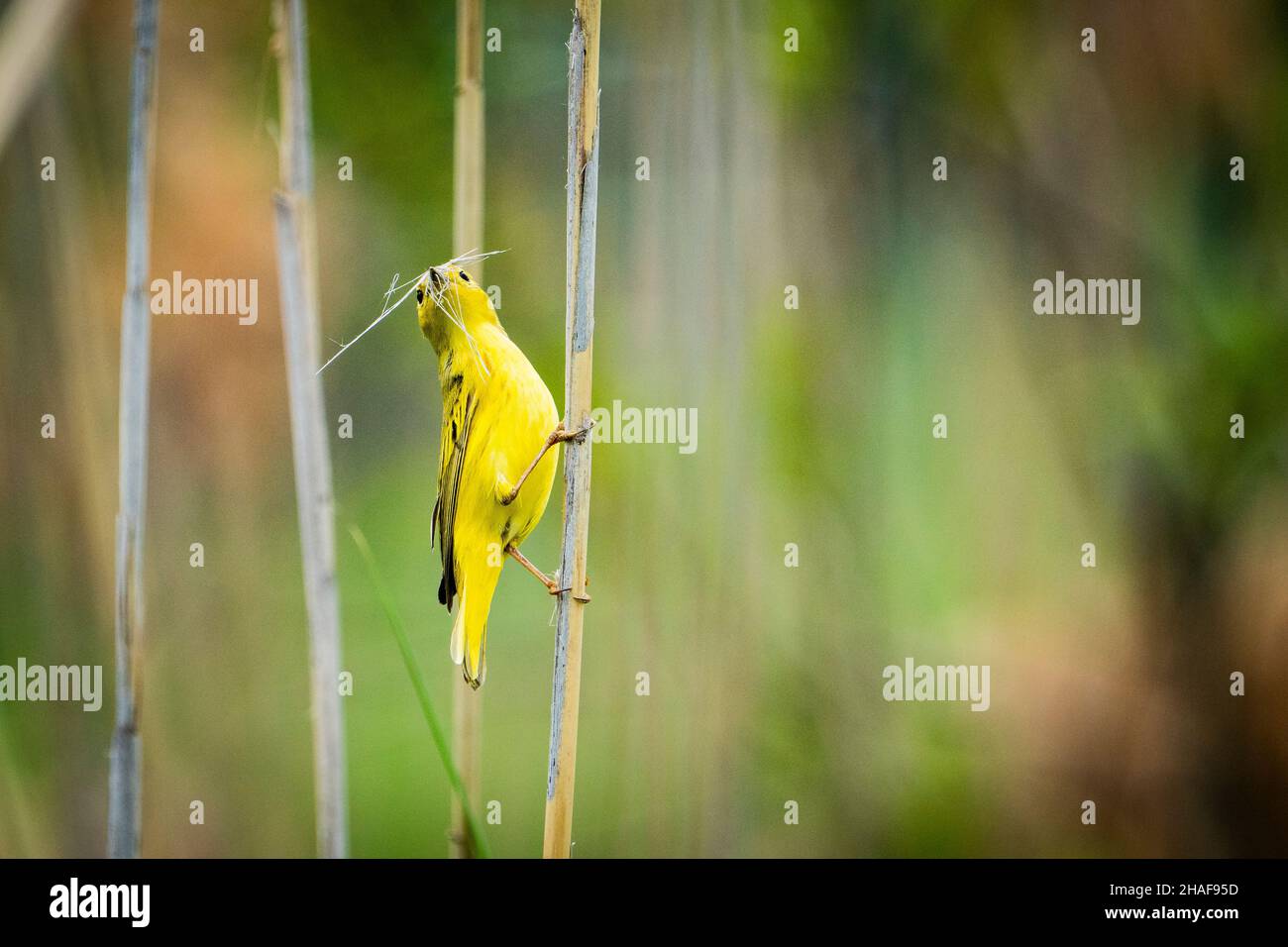 Yellow warbler gathering nest material during springtime. Stock Photo