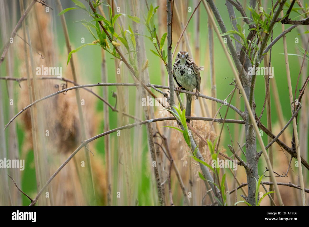 Beautiful song sparrow perched on a branch in the bushes Stock Photo