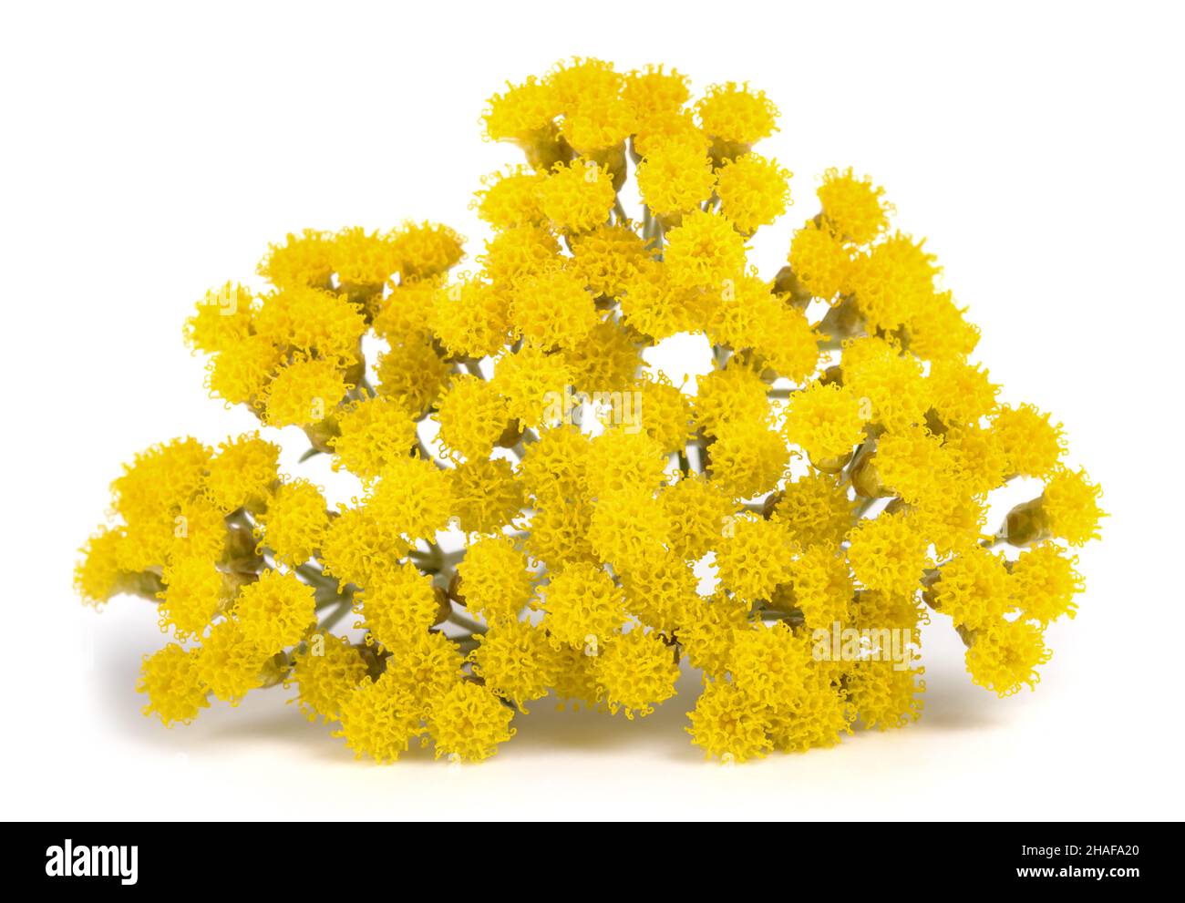 Helichrysum flowers isolated on white background Stock Photo