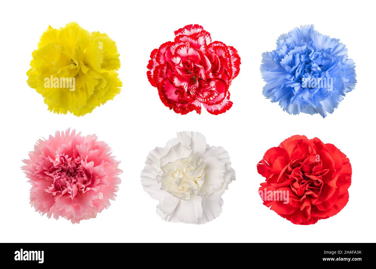 Mix of Carnations isolated on white background Stock Photo