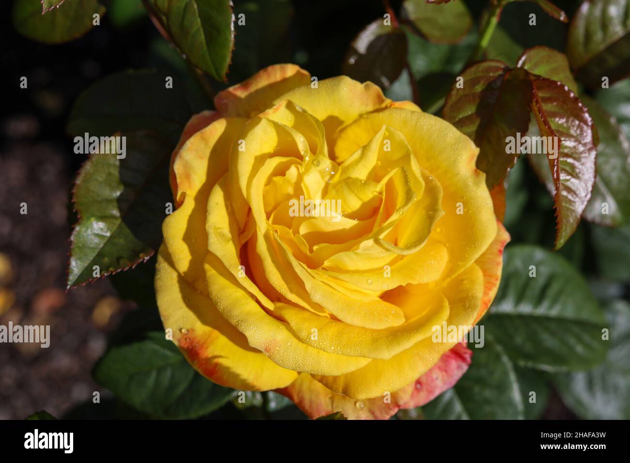 Rose captures hi-res stock photography and images - Alamy