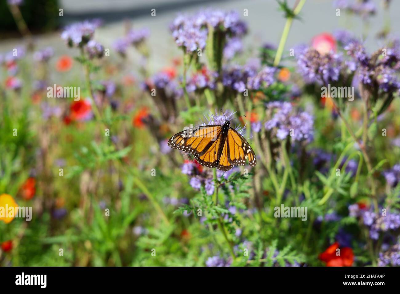 Monarch Butterfly sitting on a flower Stock Photo - Alamy