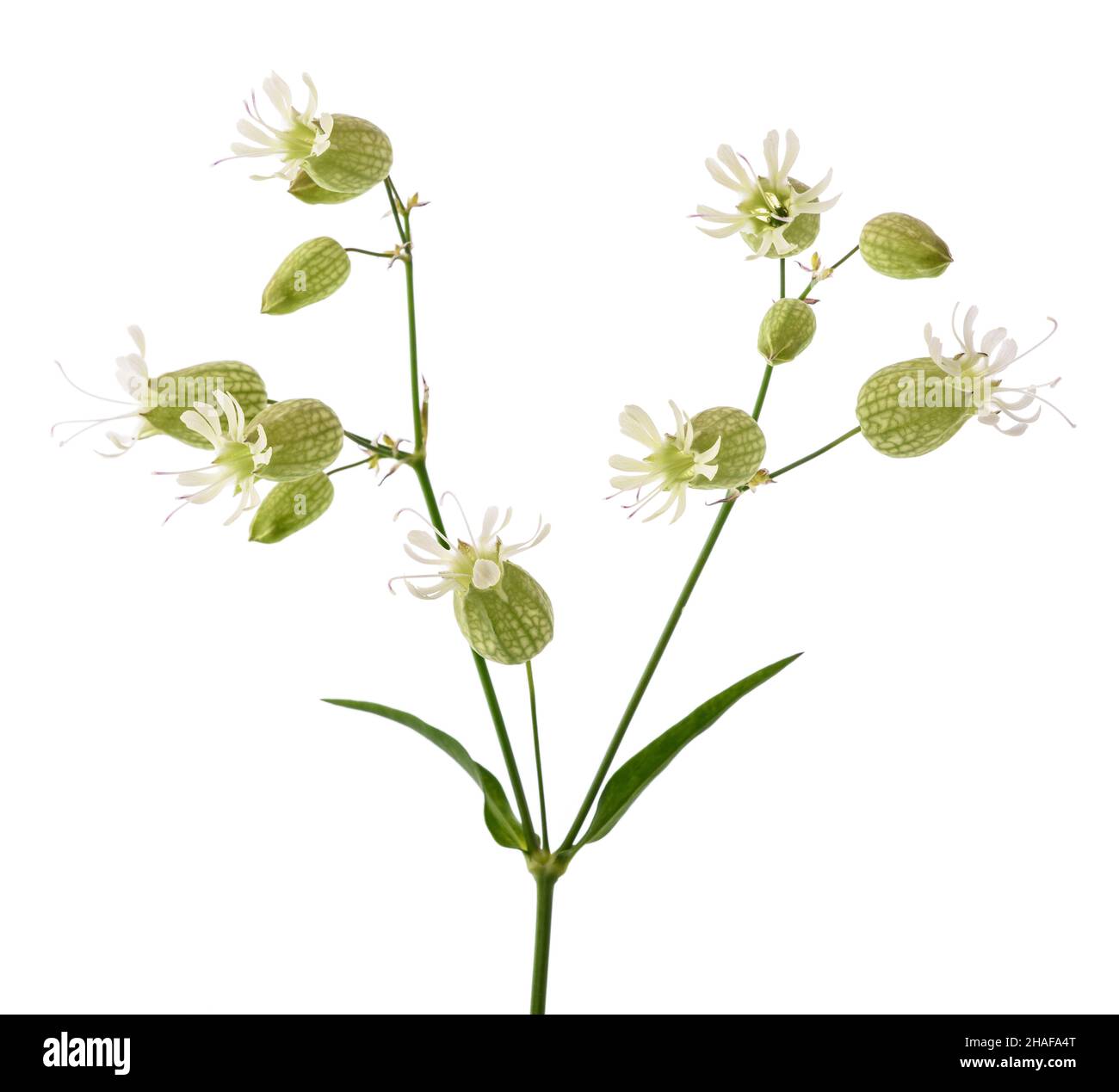Bladder campion flowers  isolated on white Stock Photo