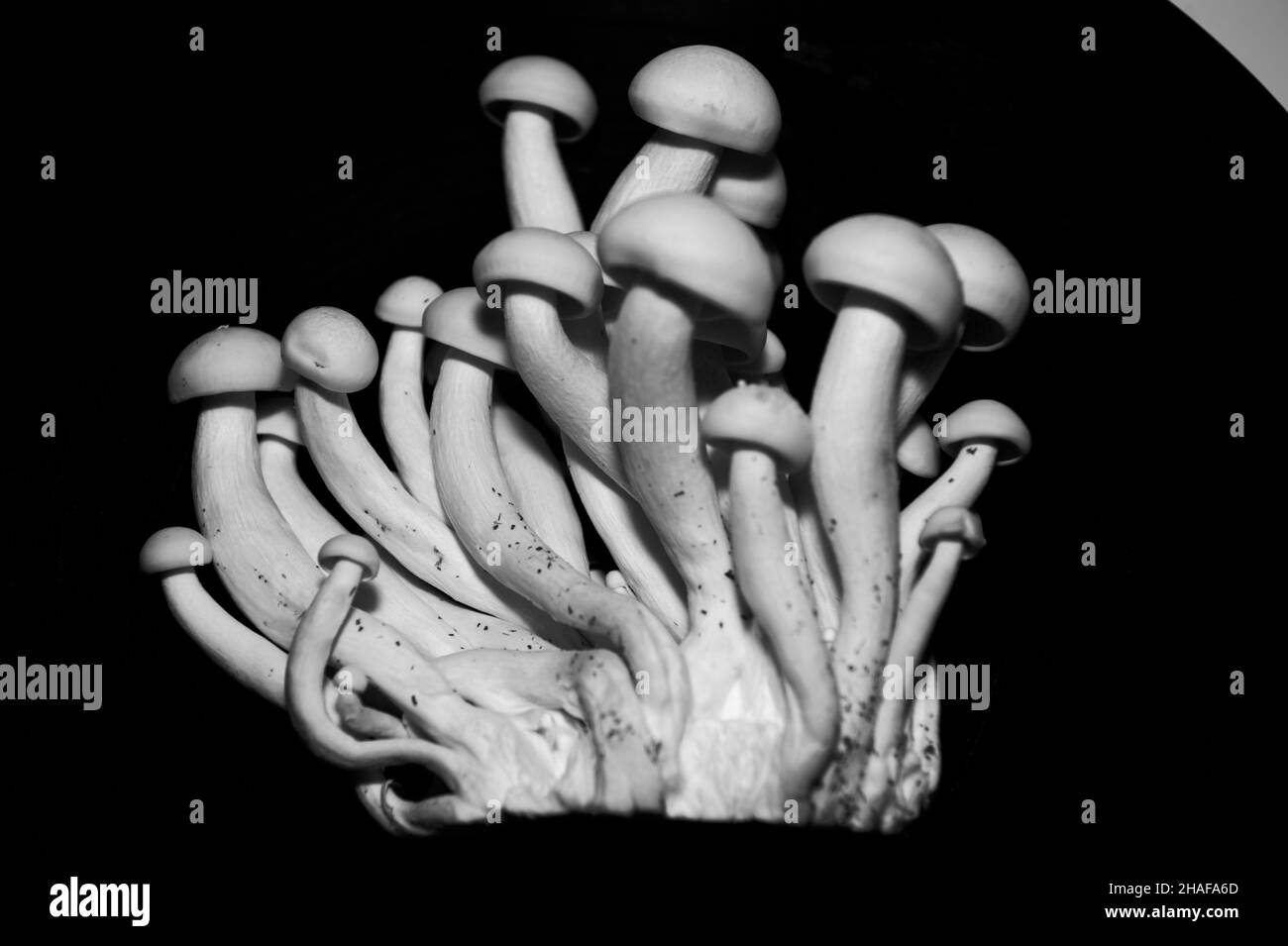 Weißer Buchenpilz, BunaShimeji, Shimeji, Buchenrasling (Hypsizygus