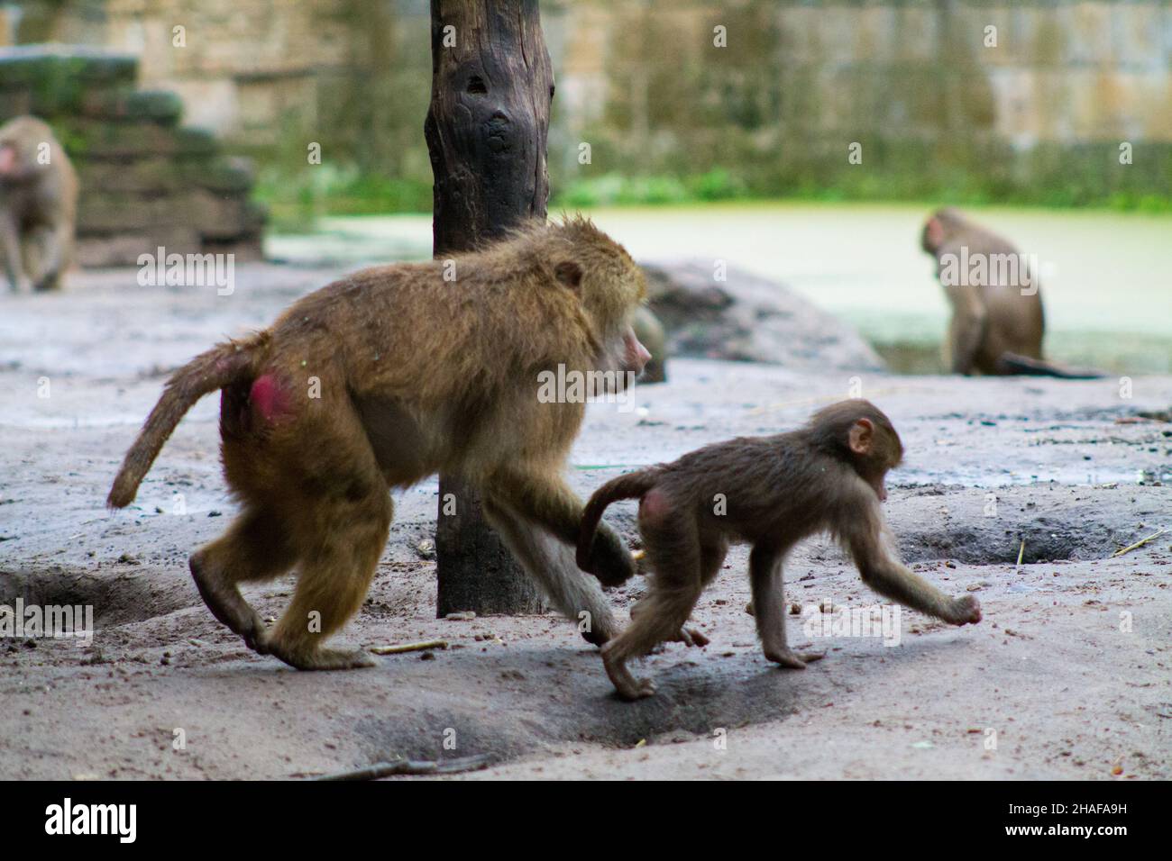 A closeup of mother Hamadryas baboon monkey pulling from her baby's