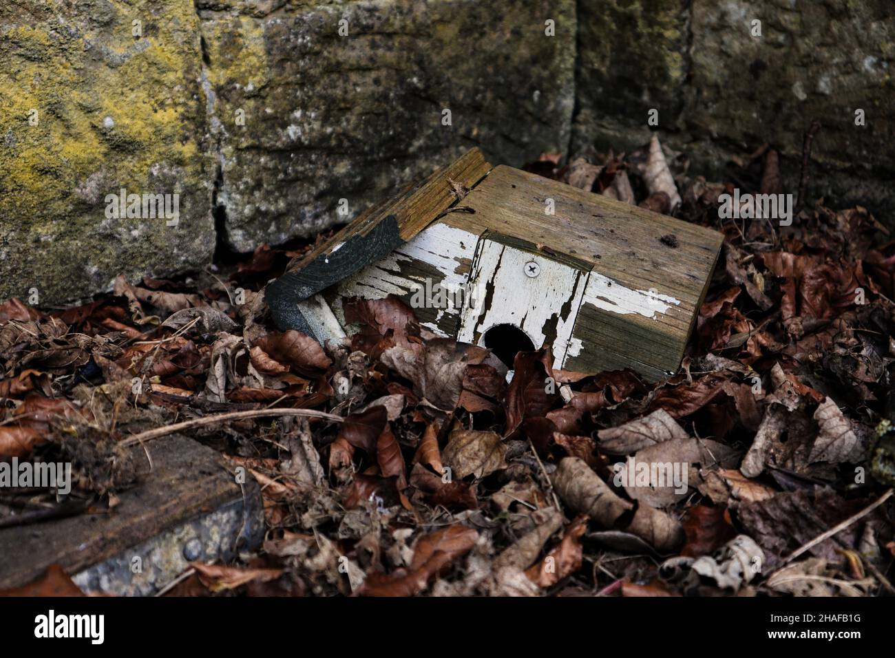 an old worn bird box lying in dead leaves Stock Photo