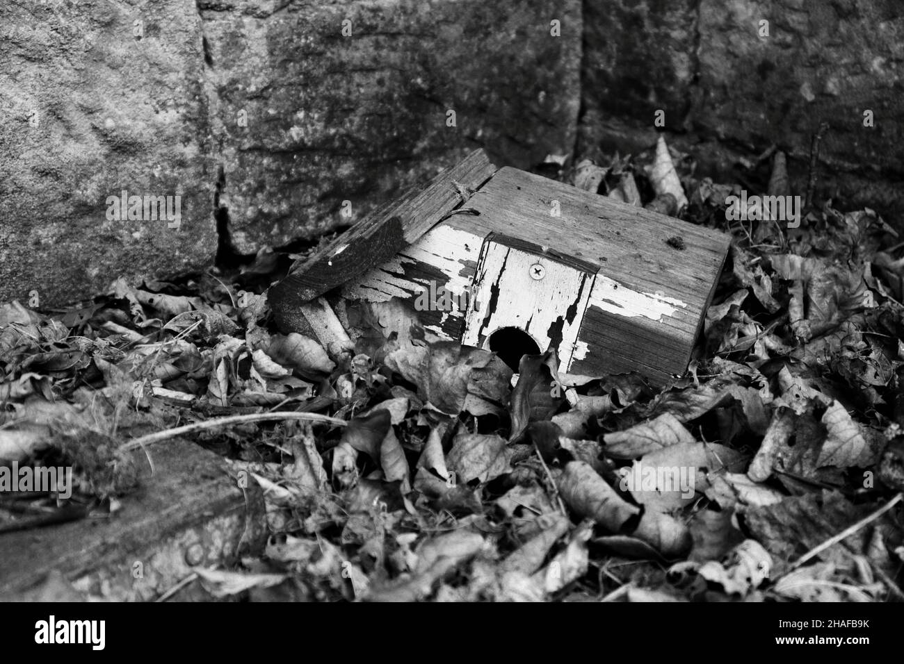an old worn bird box lying in dead leaves in black and white Stock Photo