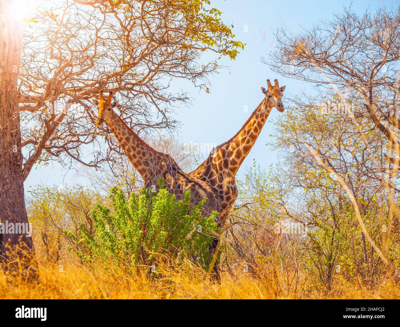 Giraffe twins under the tree Stock Photo