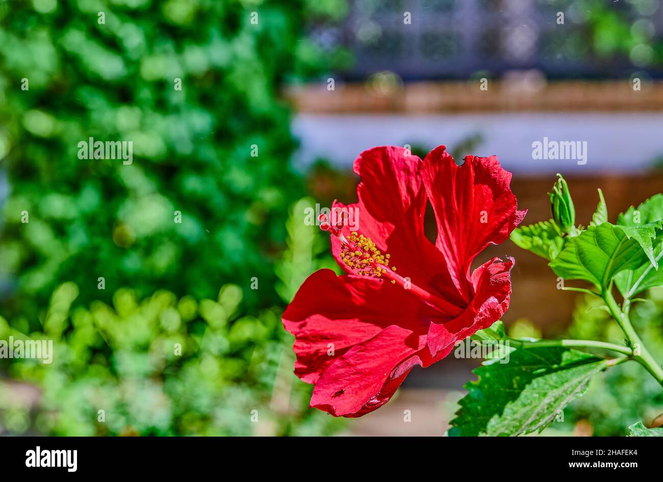Hibiscus rosasinensis, better known as hibiscus, Chinese rose, kissing