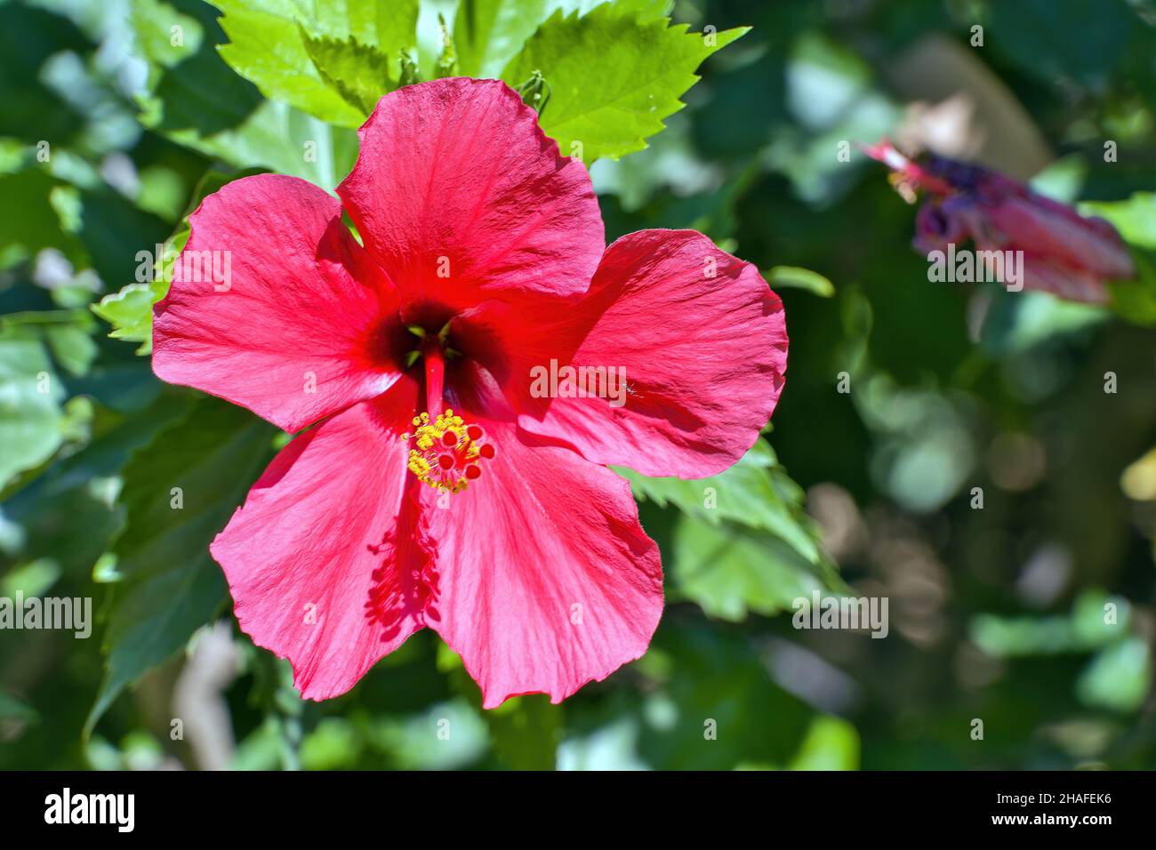 Hibiscus rosasinensis, better known as hibiscus, Chinese rose, kissing