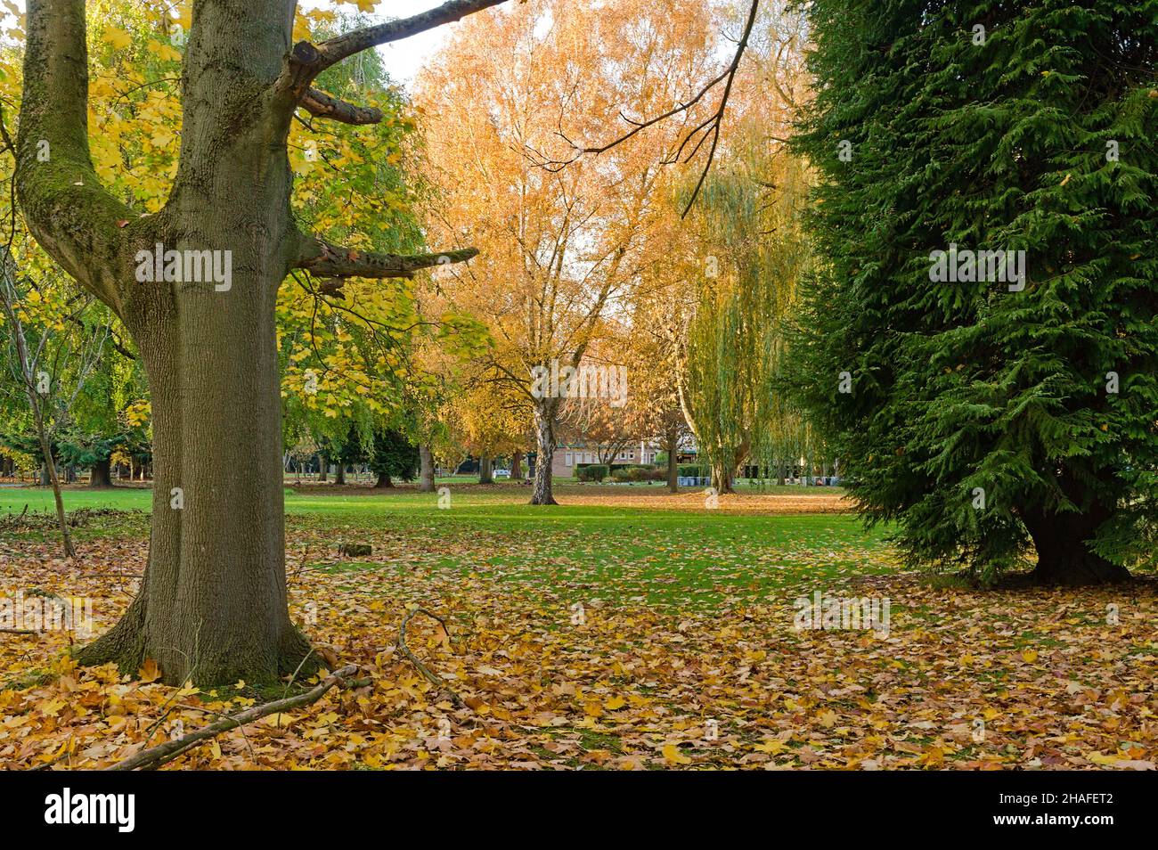 Autumn trees and fallen leaves on the grass in the old Victorian cemetery with the crem building in background. Stock Photo